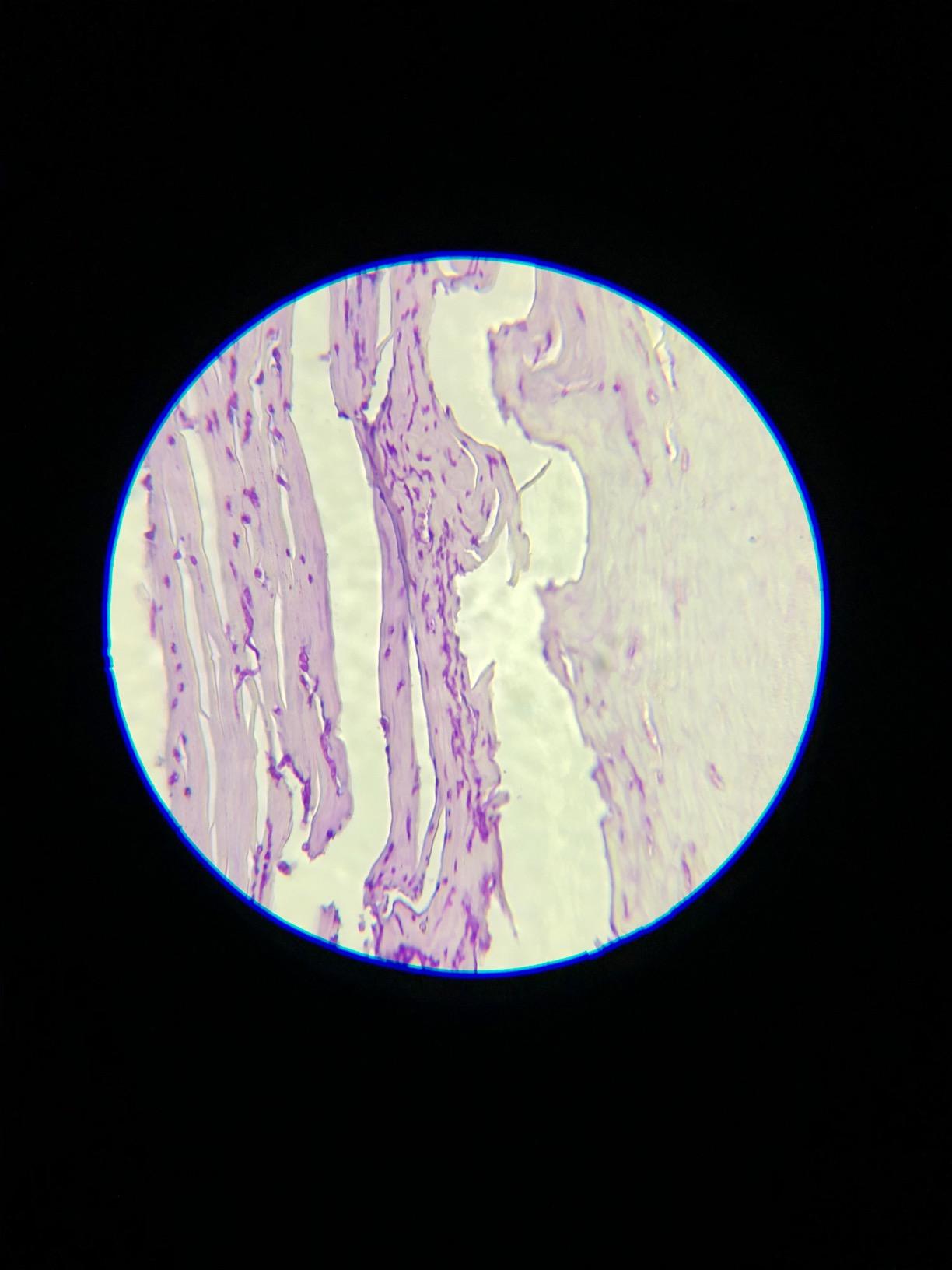 Swift SW380T 40X-2500X Magnification, Siedentopf Head, Research-Grade Trinocular Microscope customer photo 1