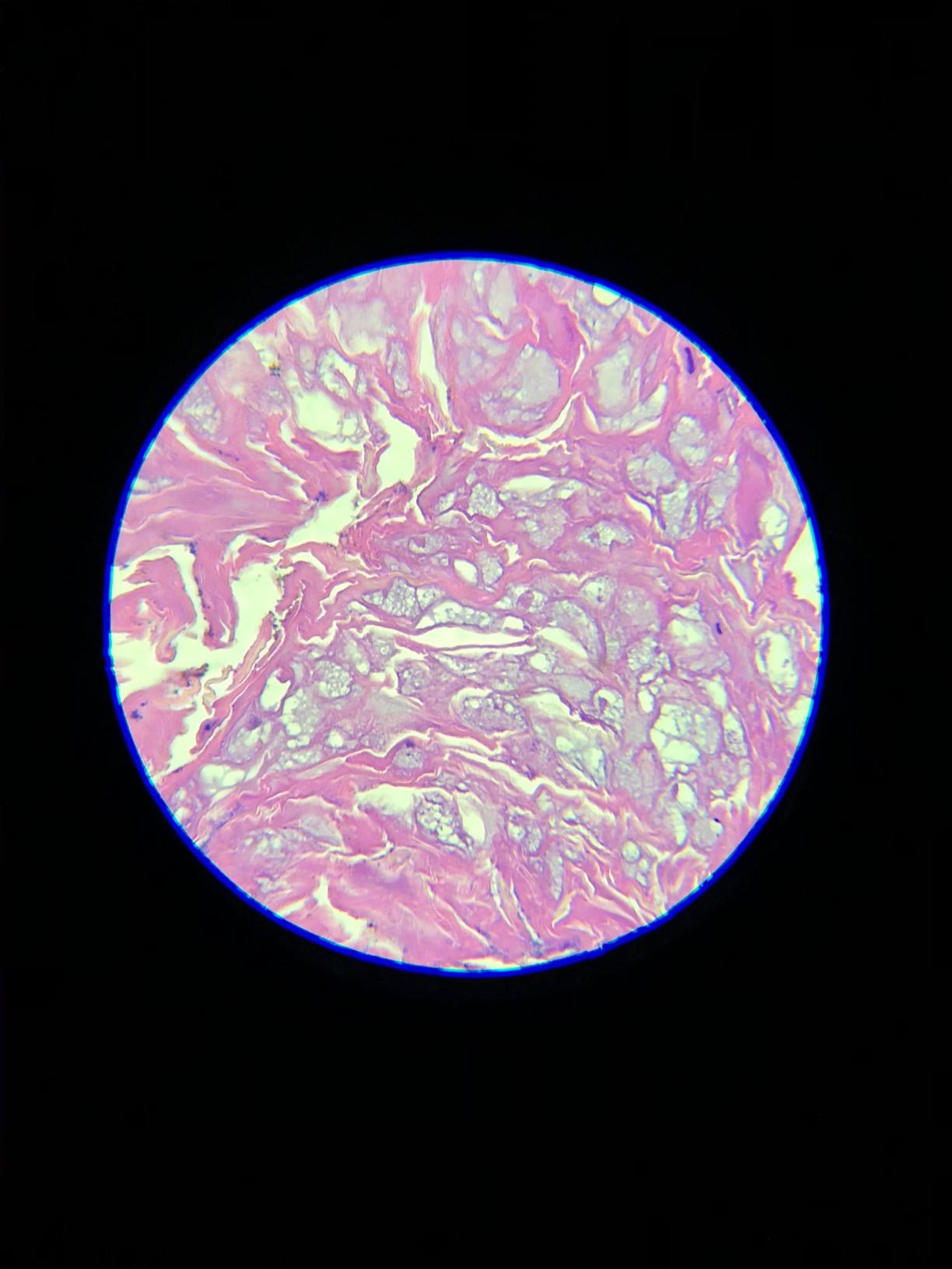 Swift SW380T 40X-2500X Magnification, Siedentopf Head, Research-Grade Trinocular Microscope customer photo 2