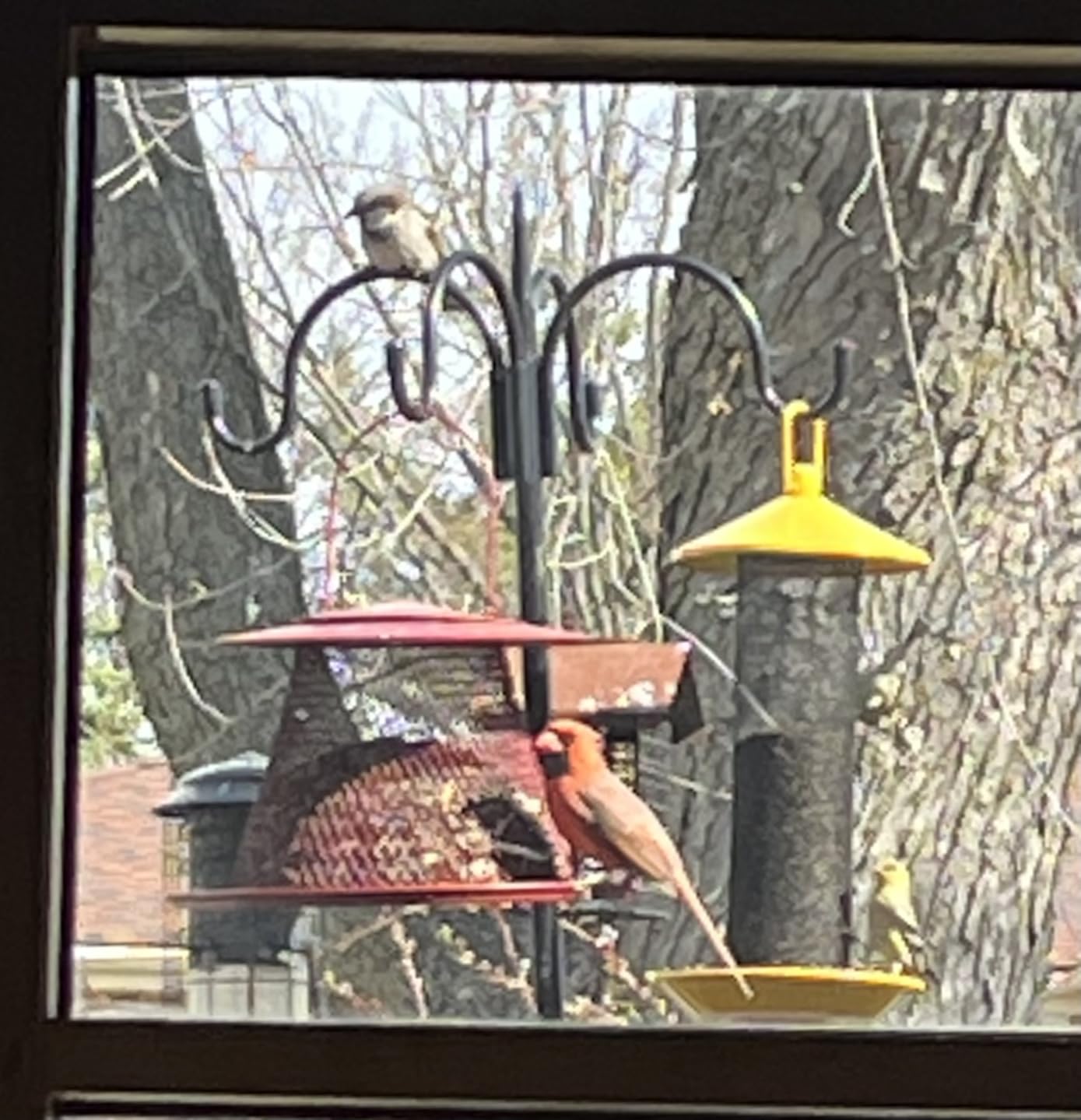 Perky-Pet C00322 Red Cardinal Bird Feeder - 2.5 Feed Capacity - Customer Photo 1