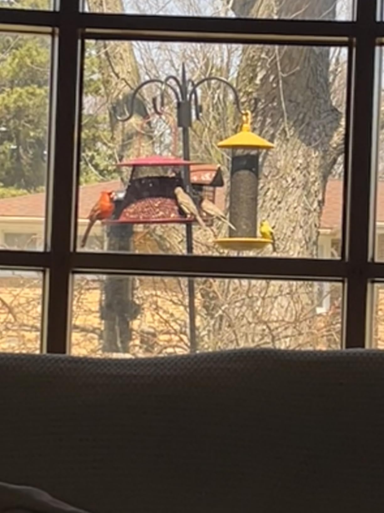 Perky-Pet C00322 Red Cardinal Bird Feeder - 2.5 Feed Capacity - Customer Photo 2