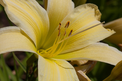 Canon EF 100mm f/2.8L IS USM Macro Lens for Canon Digital SLR Cameras, Lens Only - Customer Photo 2