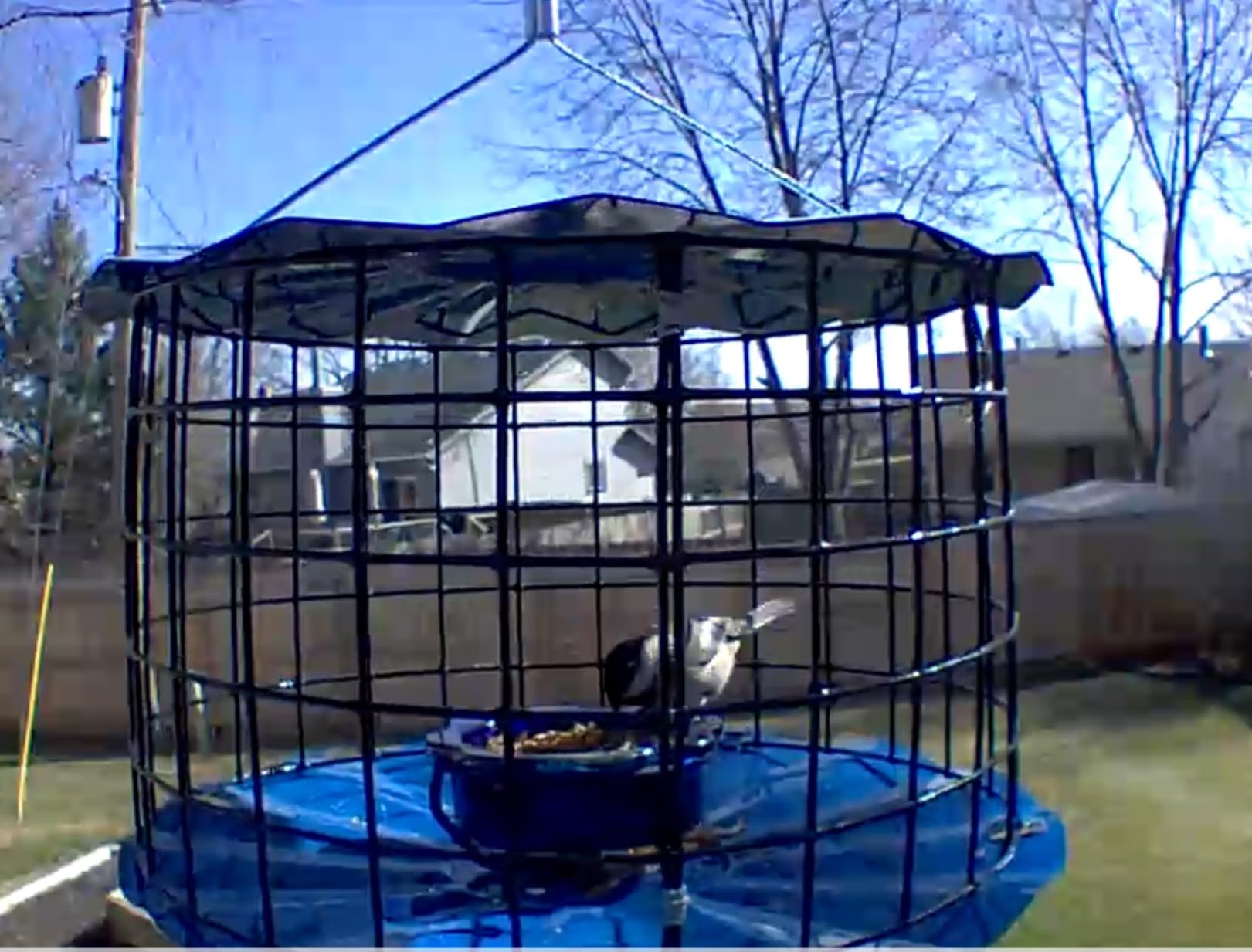 Erva Starling-Proof Barrier Guard Bluebird Feeder with Glass Mealworm Cup - Premium Blue Powdercoat Finish - Made in USA (BBF1) - Customer Photo 2