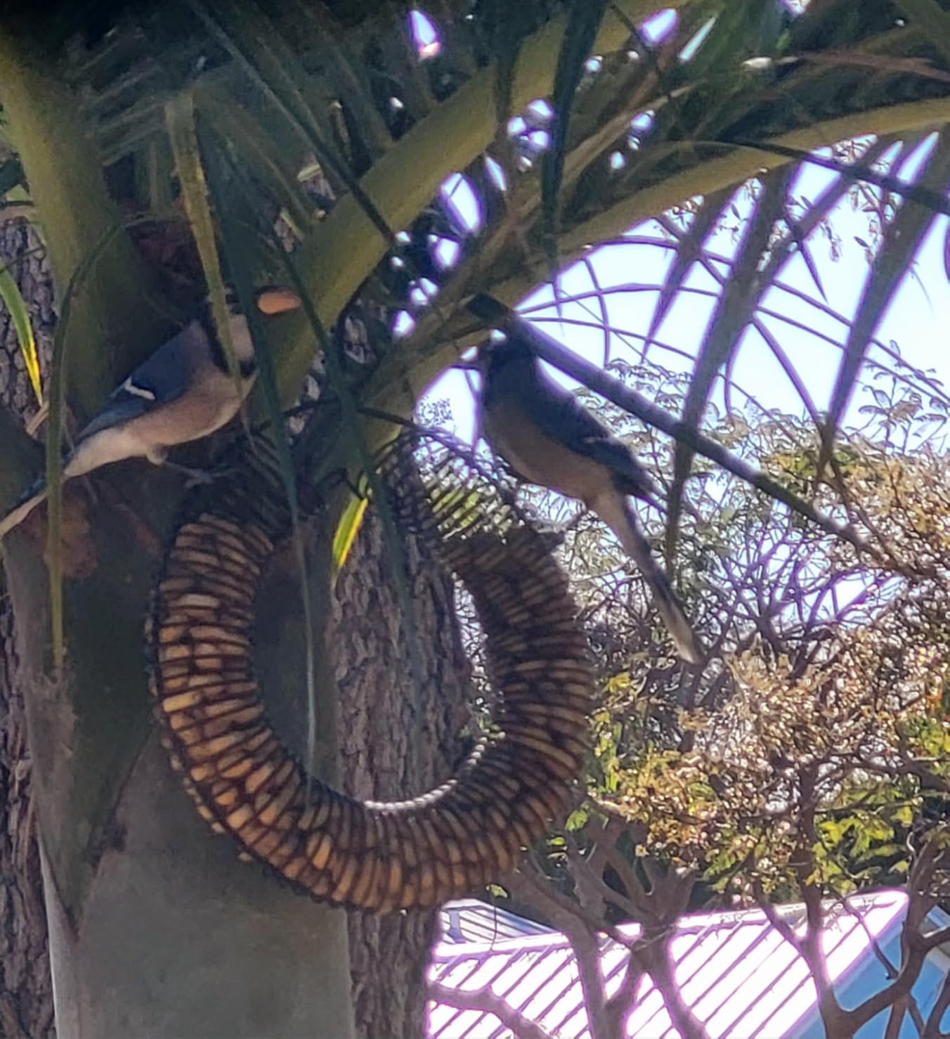 Songbird Essentials Whole Peanut Black Wreath Feeder for Squirrels and Blue Jays - Customer Photo 1