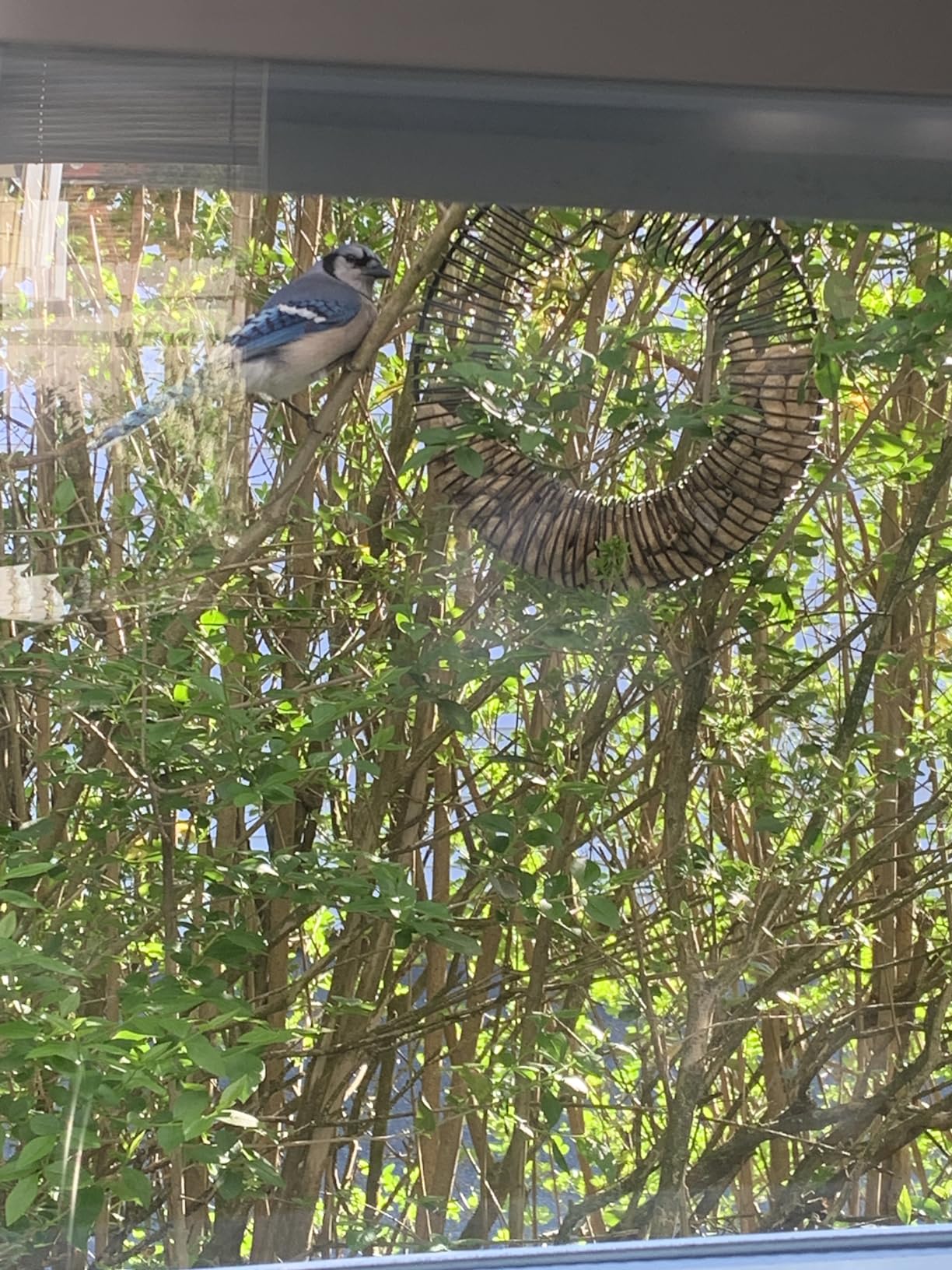 Songbird Essentials Whole Peanut Black Wreath Feeder for Squirrels and Blue Jays - Customer Photo 2