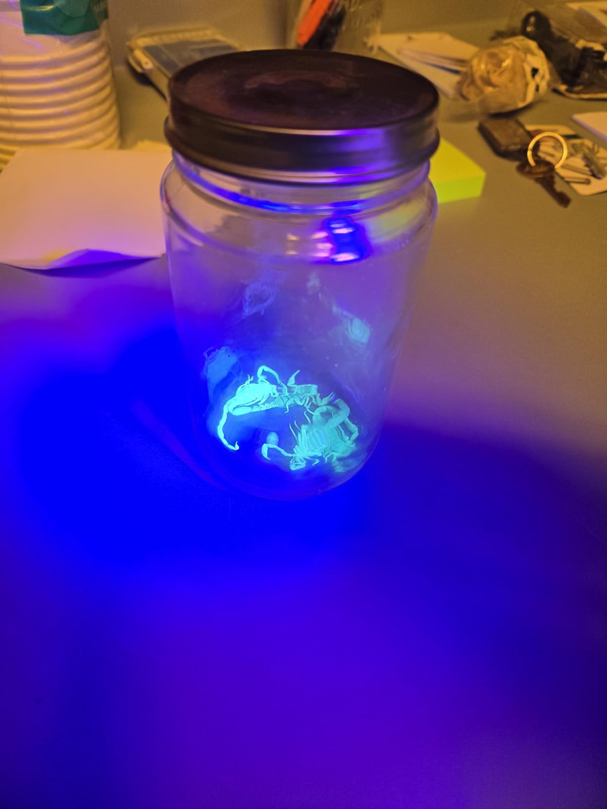 ESCO LITE Escolite UV Flashlight Black Light, 51 LED 395 nM Ultraviolet Blacklight Detector for Dog Urine, Pet Stains and Bed Bug Customer Review ESCO LITE Escolite UV Flashlight Black Light, 51 LED 395 nM Ultraviolet Blacklight Detector for Dog Urine, Pet Stains and Bed Bug - Customer Photo 2
