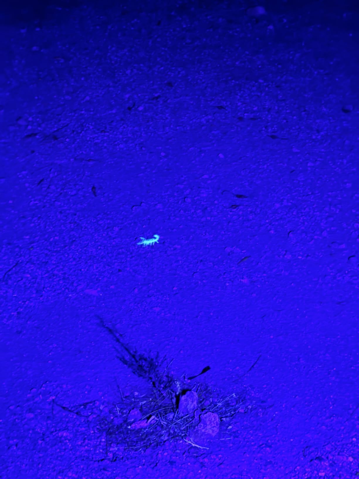 ESCO LITE Escolite UV Flashlight Black Light, 51 LED 395 nM Ultraviolet Blacklight Detector for Dog Urine, Pet Stains and Bed Bug Customer Review ESCO LITE Escolite UV Flashlight Black Light, 51 LED 395 nM Ultraviolet Blacklight Detector for Dog Urine, Pet Stains and Bed Bug - Customer Photo 4