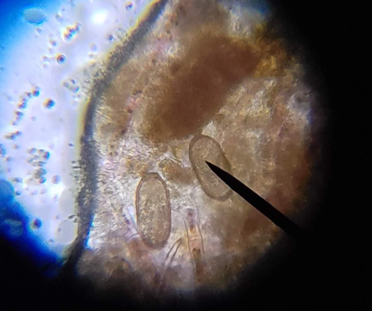 AmScope M150 Series Portable LED Monocular Student Compound Microscope - 40X-1000X Magnification - Microscope Kit Includes Dust Cover, 2 Clips & 2 Eyepieces - Customer Photo 1