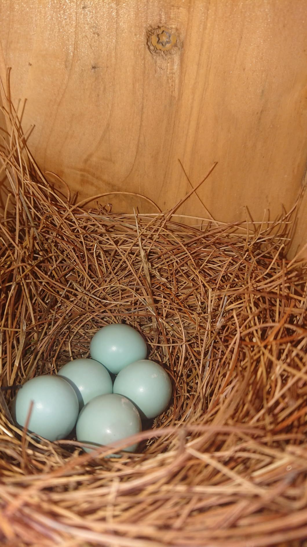 Nature's Way Bird Products CWH3 Cedar Bluebird Box House - Customer Photo 2