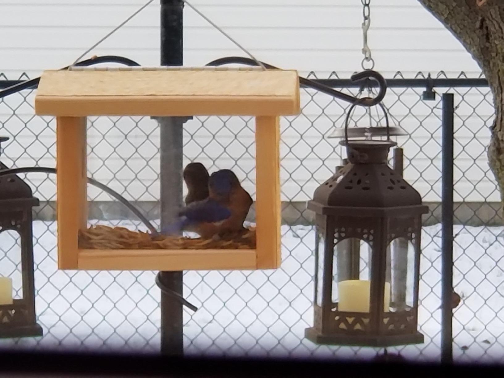Kettle Moraine Cedar Hanging Bluebird Mealworm Feeder - Customer Photo 2