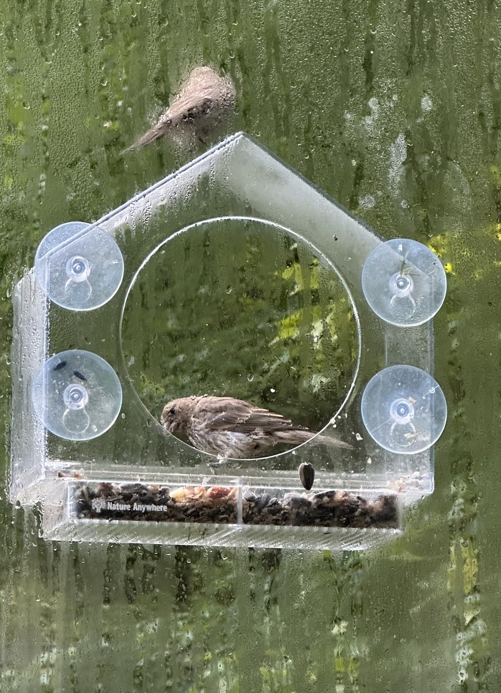 Window Bird Feeder by Nature Anywhere - Transparent Acrylic Bird Feeders for Outdoors - Enhanced Suction Grip, Bird Watching for Cats, Easy-to-Clean, Outdoor Birdhouse Feeder - Customer Photo 2