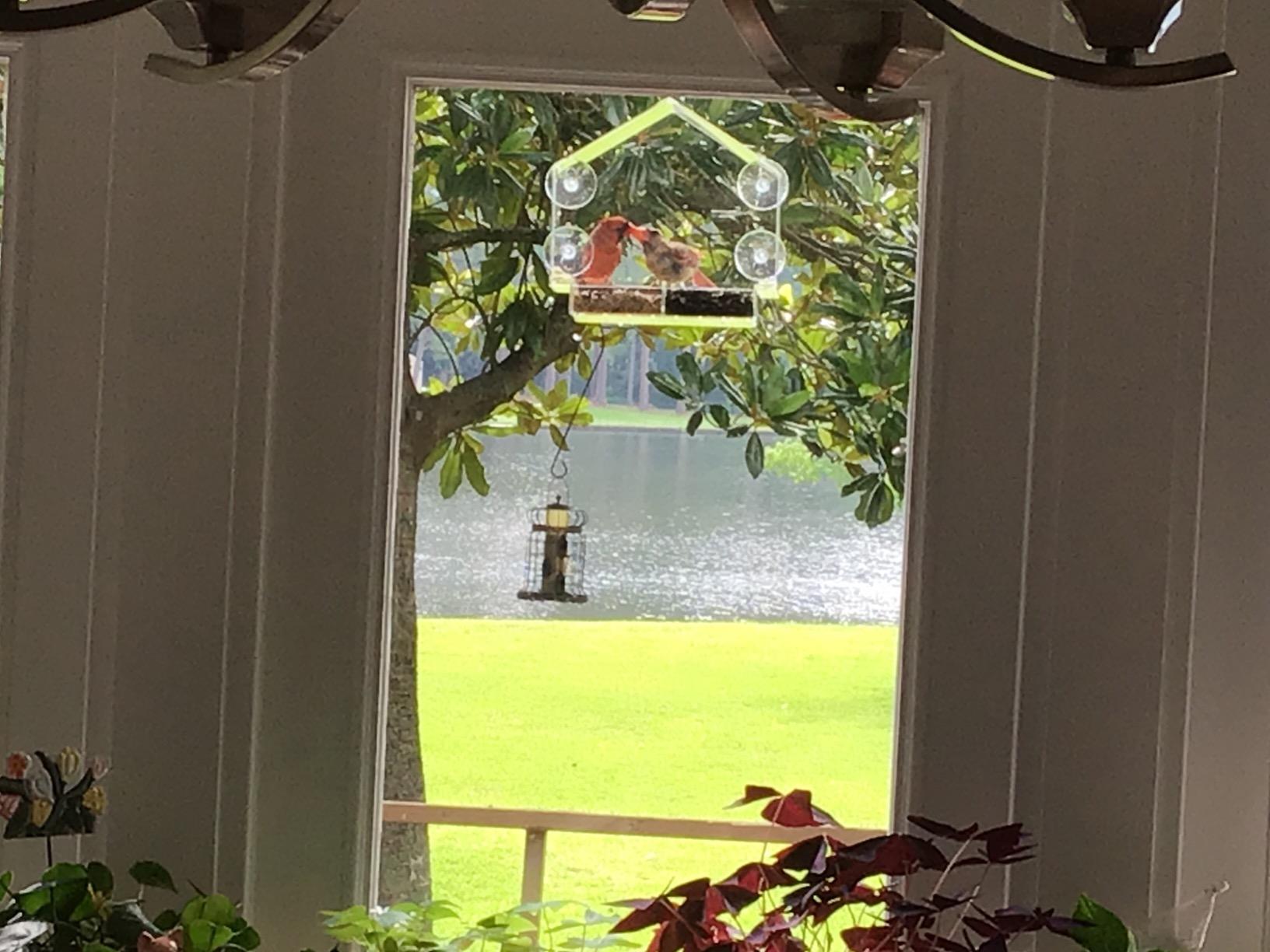Window Bird Feeder by Nature's Hangout - Award-Winning Transparent Acrylic Bird Feeders for Outdoors, No Assembly, Strongest Suction Cups, Birds Watching for Cats, Easy-to-Clean Birdhouse Feeder - Customer Photo 4