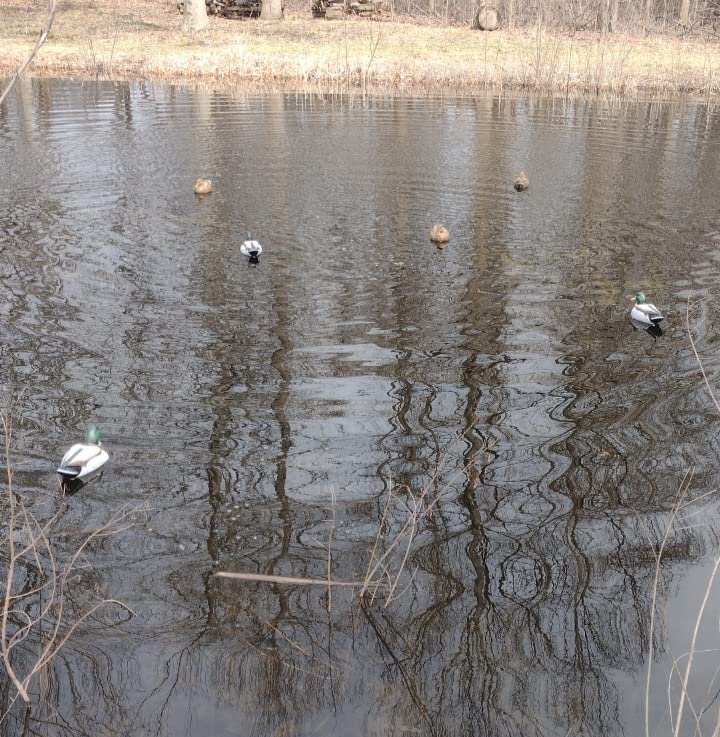 Flambeau Outdoors 8036SUV Storm Front 2 Mallard Decoys, Classic Floaters - 6-Pack Customer Review Flambeau Outdoors 8036SUV Storm Front 2 Mallard Decoys, Classic Floaters - 6-Pack - Customer Photo 5