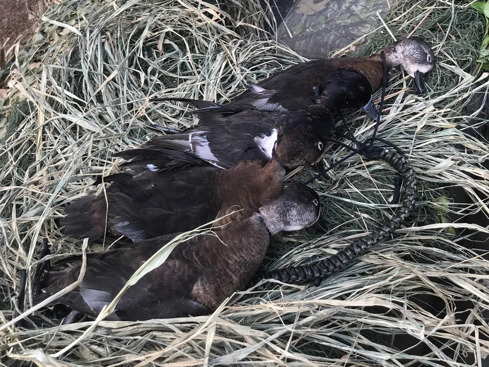 Duck Carrier - 12 Drops, Slip Knot - Bird Tote, Waterfowl & Goose Hanger, Game Tote, Paracord Customer Review Duck Carrier - 12 Drops, Slip Knot - Bird Tote, Waterfowl & Goose Hanger, Game Tote, Paracord - Customer Photo 4