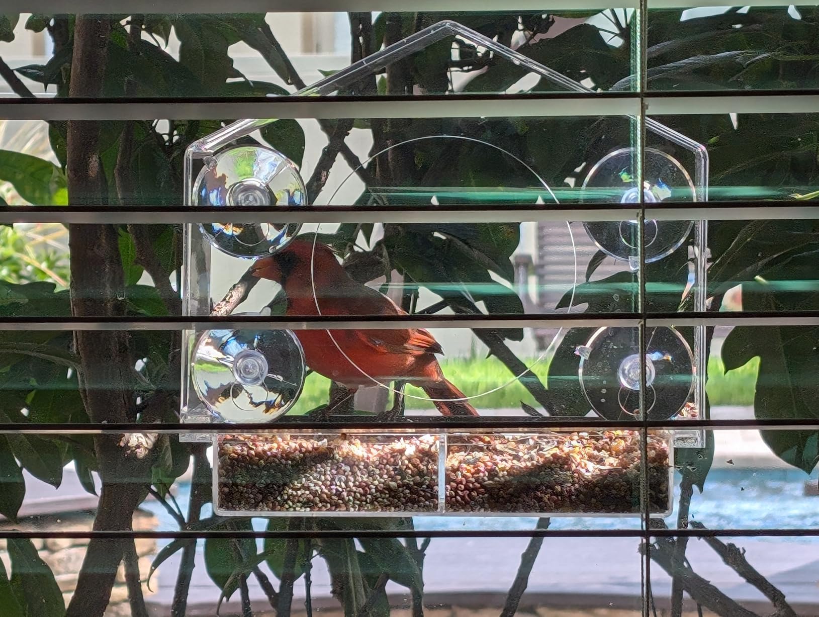 Window Bird Feeder with Strong Suction Cups (Clear) Bird Feeders for Outdoors with Drain Holes, Removable Tray and Large Seed Capacity - Customer Photo 2