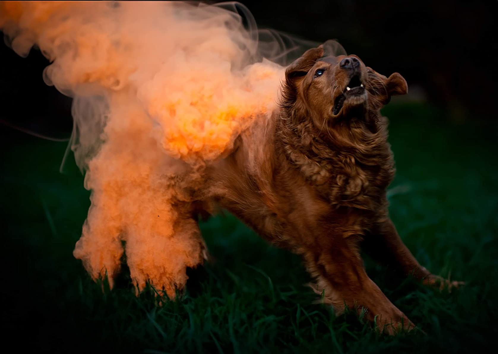 Color Blaze 8-Pack Holi Color Powder – Includes 8 Vibrant Colors (75g Each) – Pink, Red, Orange, Yellow, Green, Teal, Blue, Purple – Perfect for Toss, Rangoli, Fun Runs, Color War, Parties & Festivals - Customer Photo 2