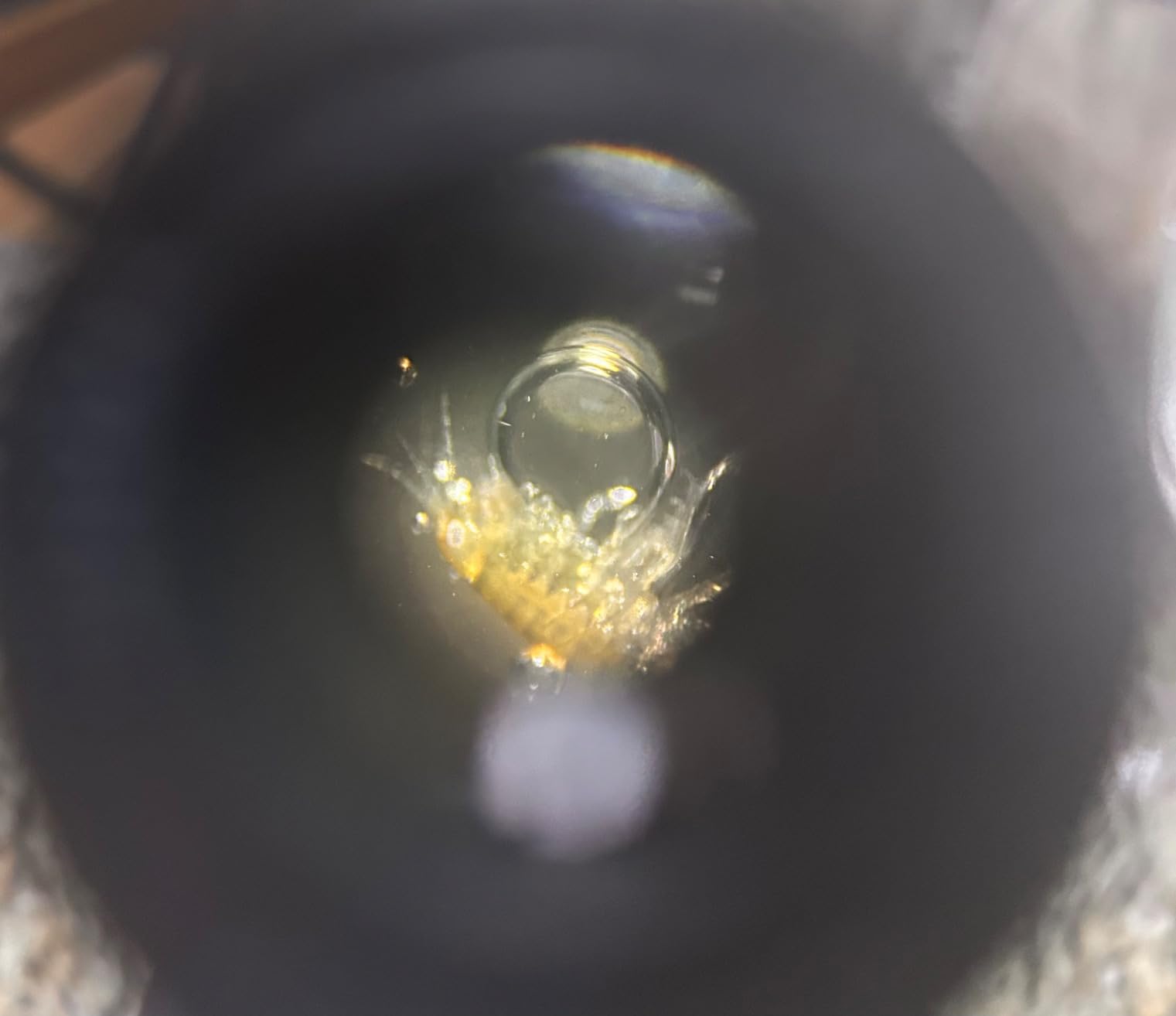 SWIFT Compound Monocular Microscope SW200DL with 40X-1000X Magnification, Dual Light, Precision Fine Focus, Wide-Field 25X Eyepiece and Cordless Capability for Student Beginner - Customer Photo 2