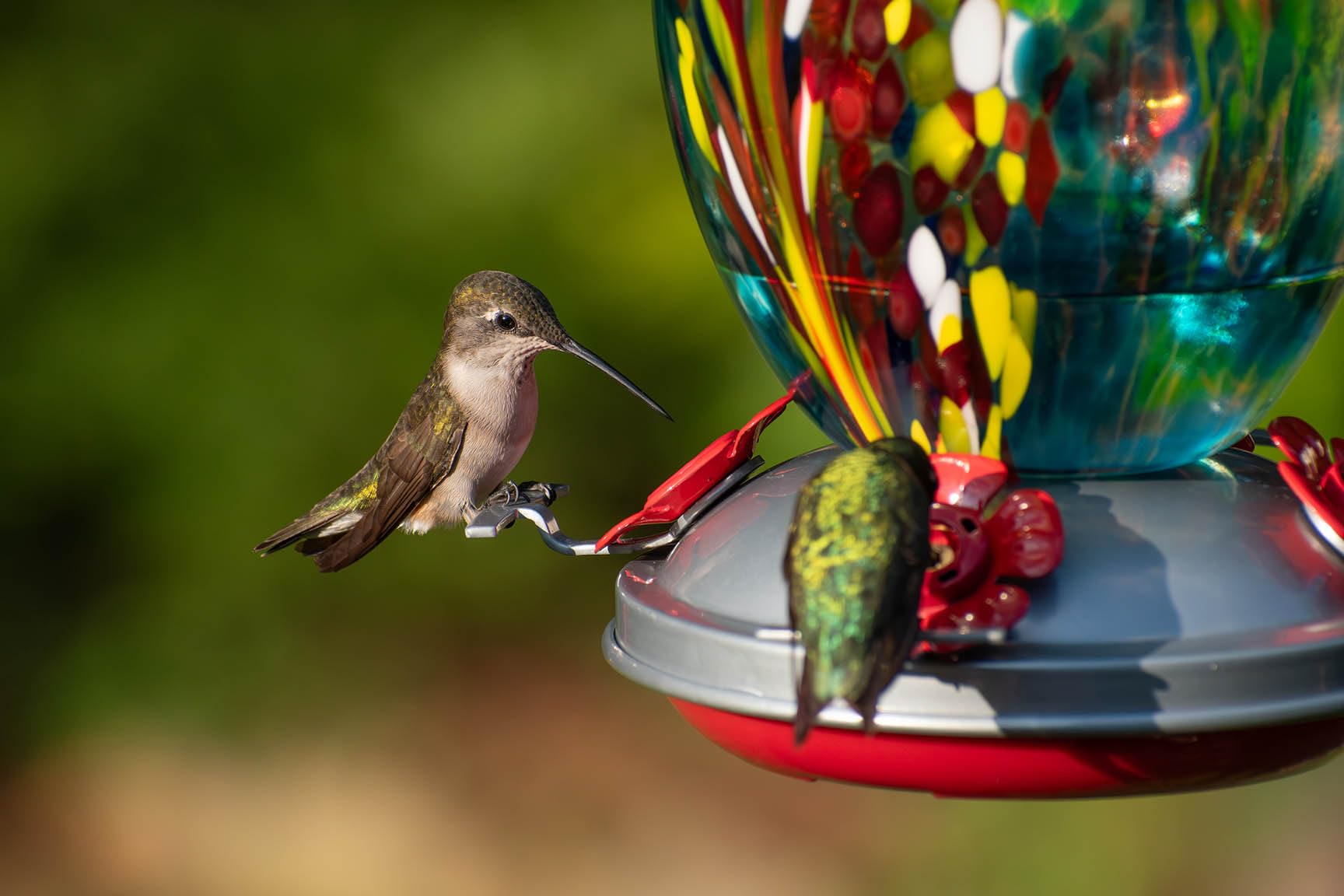 Muse Garden Glass Humming Bird Feeders for Outdoors - 27OZ Blown Glass Hummingbird Feeder - Unique Gift for Mom Women, Outdoors Hanging Garden Decor, Includes Ant Moat & Brush, Blue Fireworks - Customer Photo 2