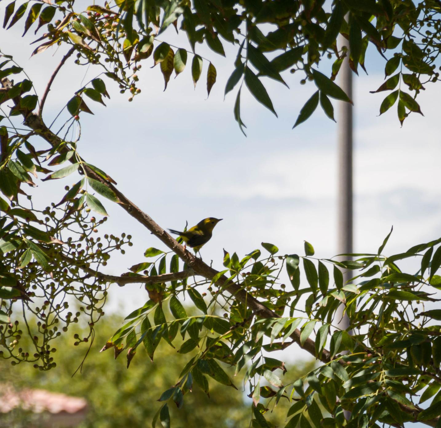 Sony RX100 VII Premium Compact Camera with 1.0-type stacked CMOS sensor (DSCRX100M7) - Customer Photo 5