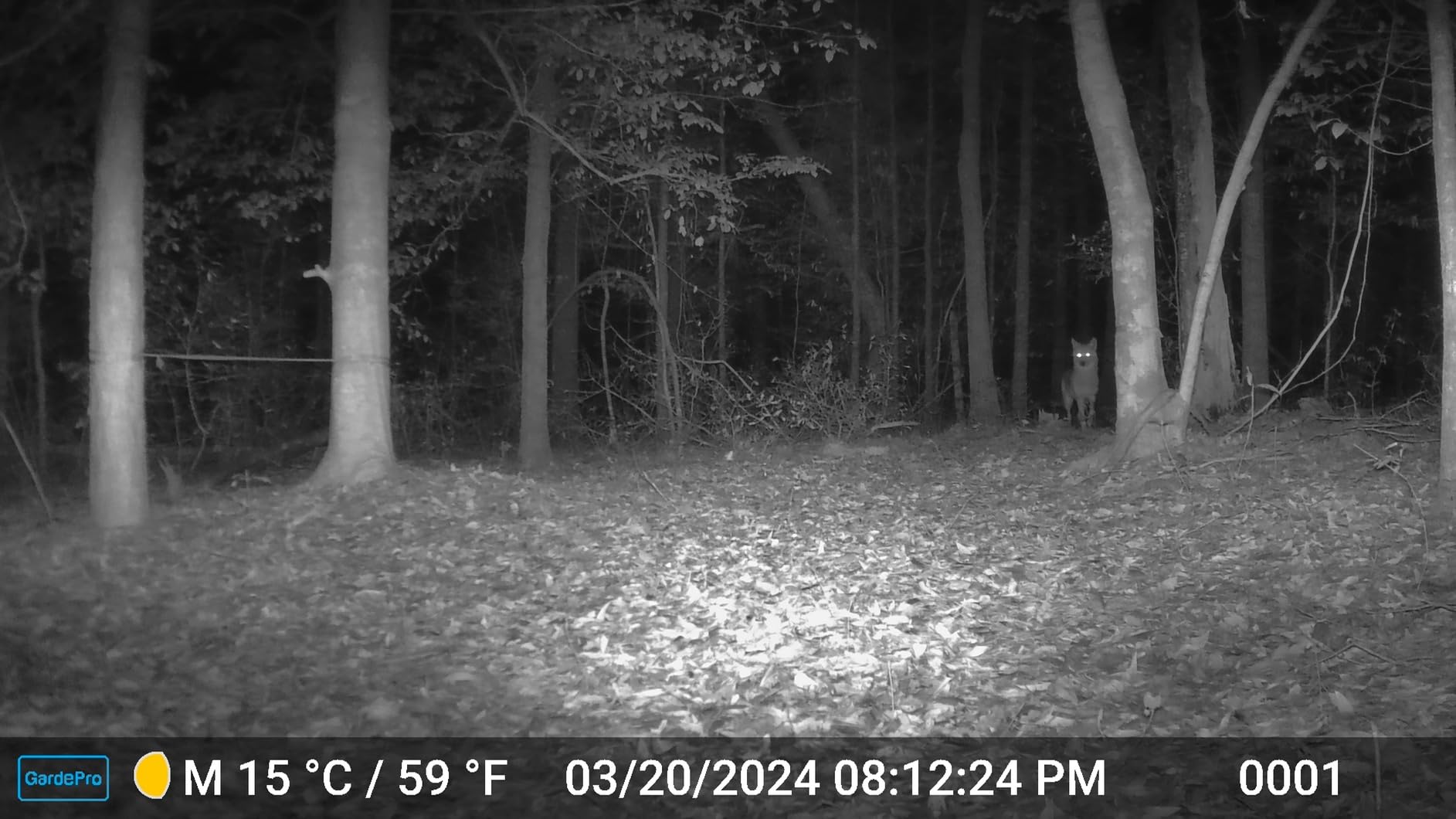 GardePro A3S Trail Camera, 64MP 1296p Game Camera with Clear 100ft No Glow Night Vision, Fast 0.1s Trigger Speed Motion Activated Waterproof, H.264 MP4 Video - Customer Photo 1