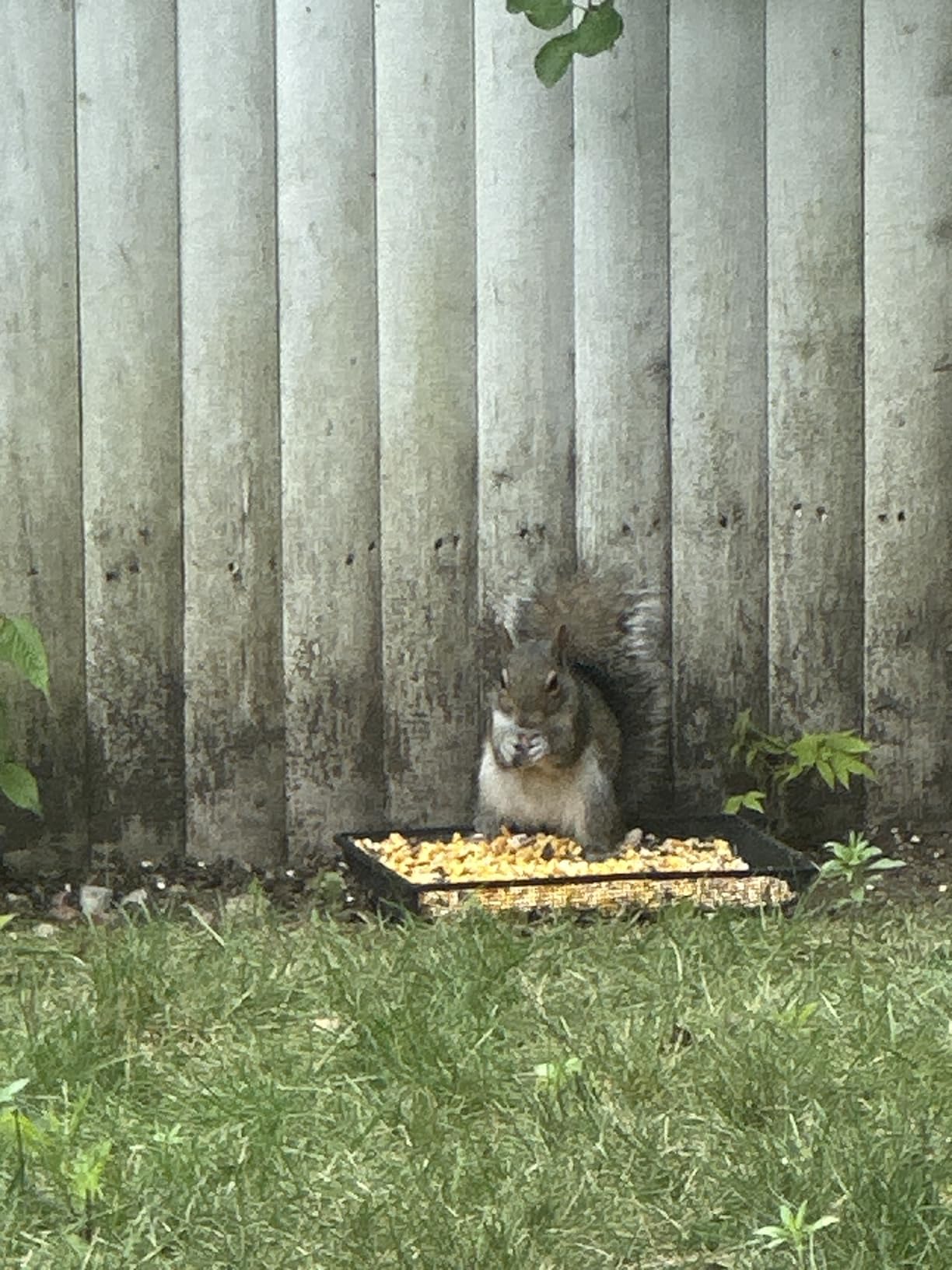 Gray Bunny Bird & Squirrel Feeder Tray 11x11 Inches, Cardinal, Blue Jay, Crow, Wild Large Bird Feeders for Outdoors, Outside Free Standing Metal Hopper Bowl Feeding Platform - Customer Photo 1