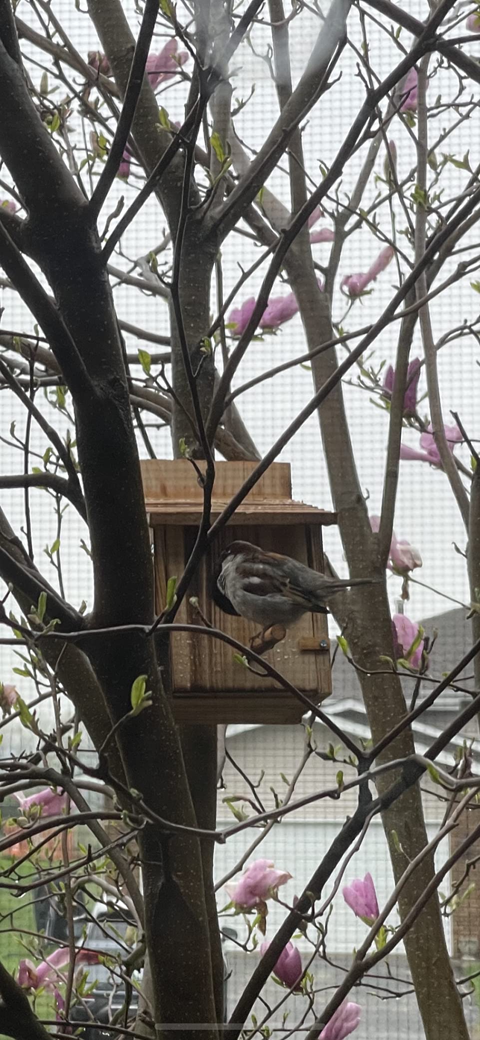 Wood Bird Houses for Outside with Pole Wooden Bird House for Finch Bluebird Cardinals Hanging Birdhouse Clearance Garden Country Cottages - Customer Photo 3