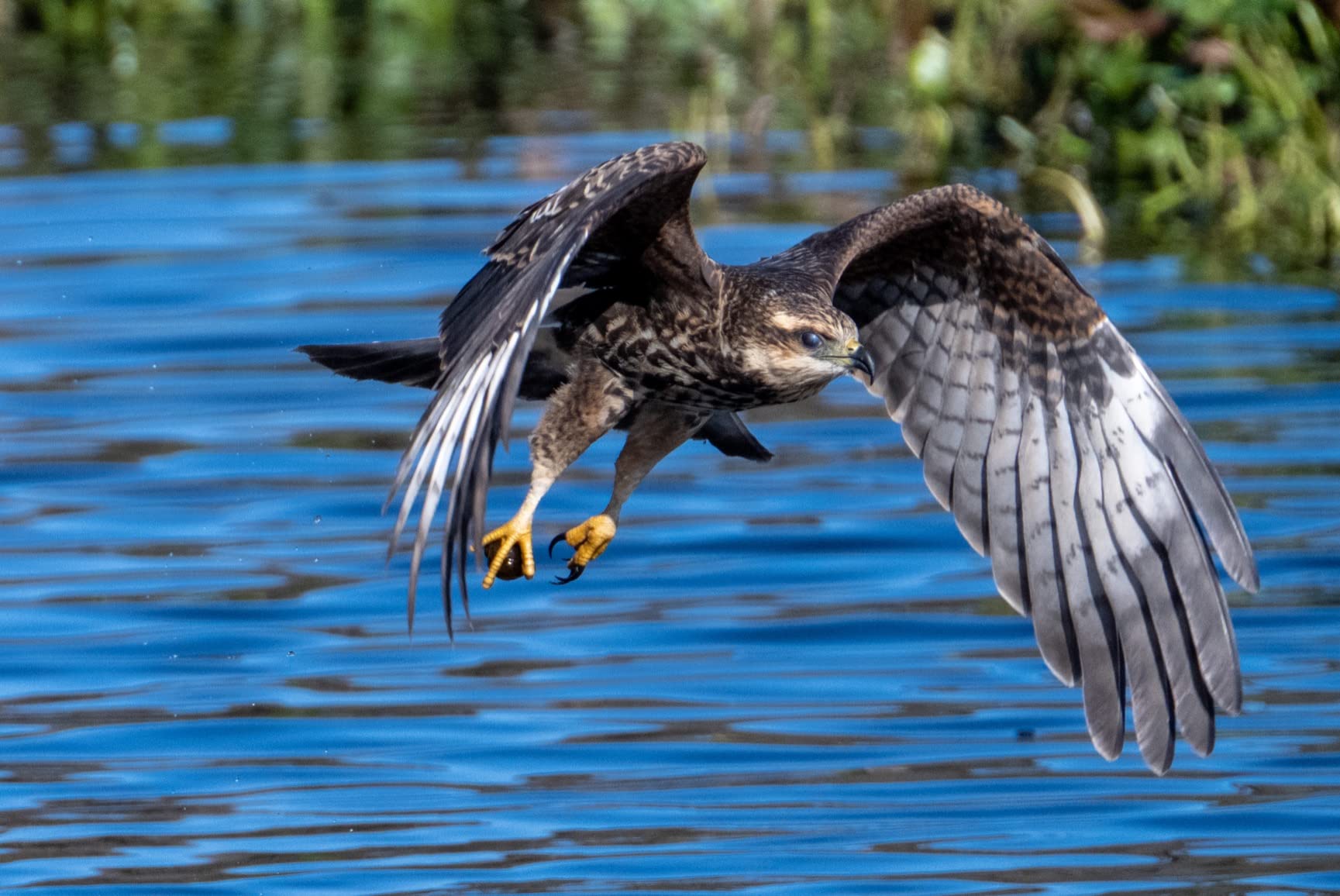 NIKKOR Z 100-400mm VR S | Premium versatile telephoto zoom lens with image stabilization for Z series mirrorless cameras (compatible with teleconverters) | Nikon USA Model - Customer Photo 1
