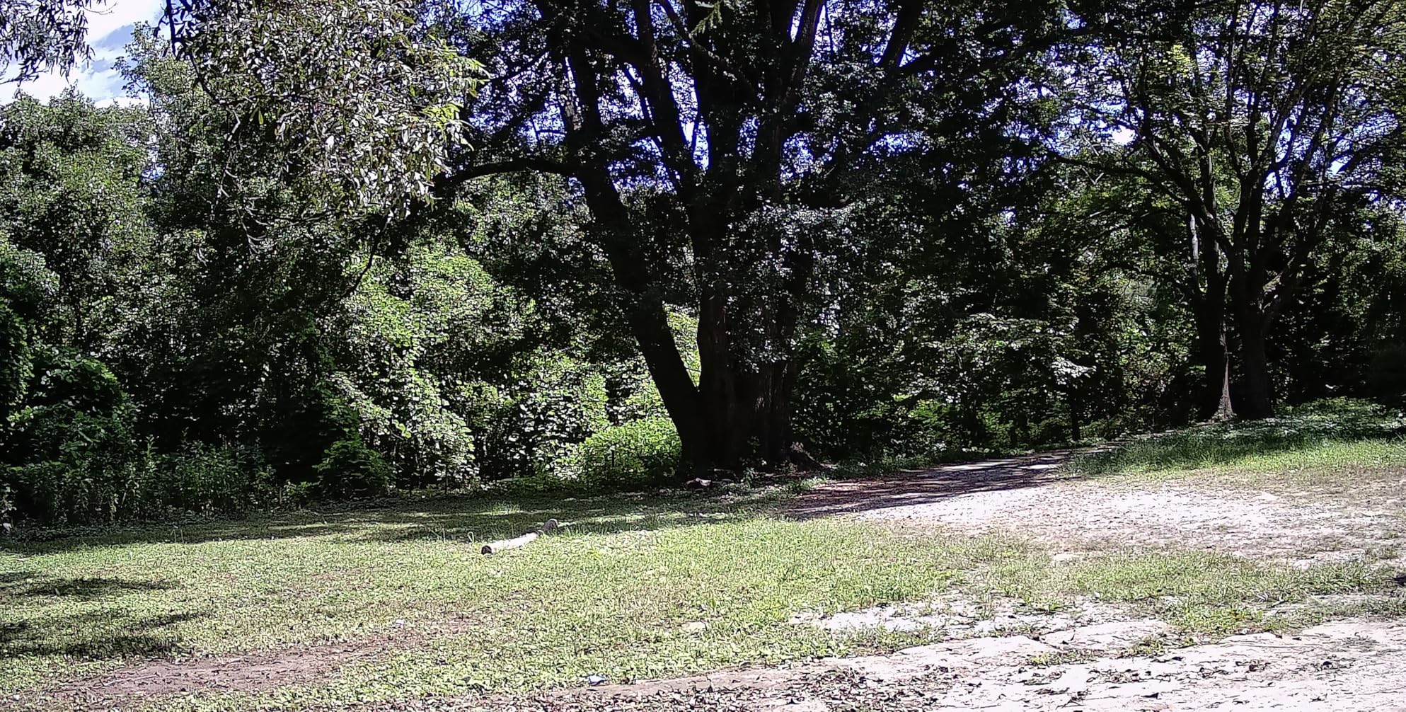 GardePro E5S Trail Camera, 64MP 1296p, HD Game Cameras with 100ft Night Vision, Ultra Fast 0.1s Motion Activated, Waterproof, Camo - Customer Photo 1