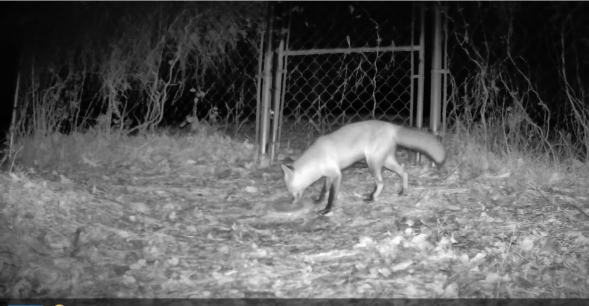 GardePro E5S Trail Camera, 64MP 1296p, HD Game Cameras with 100ft Night Vision, Ultra Fast 0.1s Motion Activated, Waterproof, Camo - Customer Photo 2