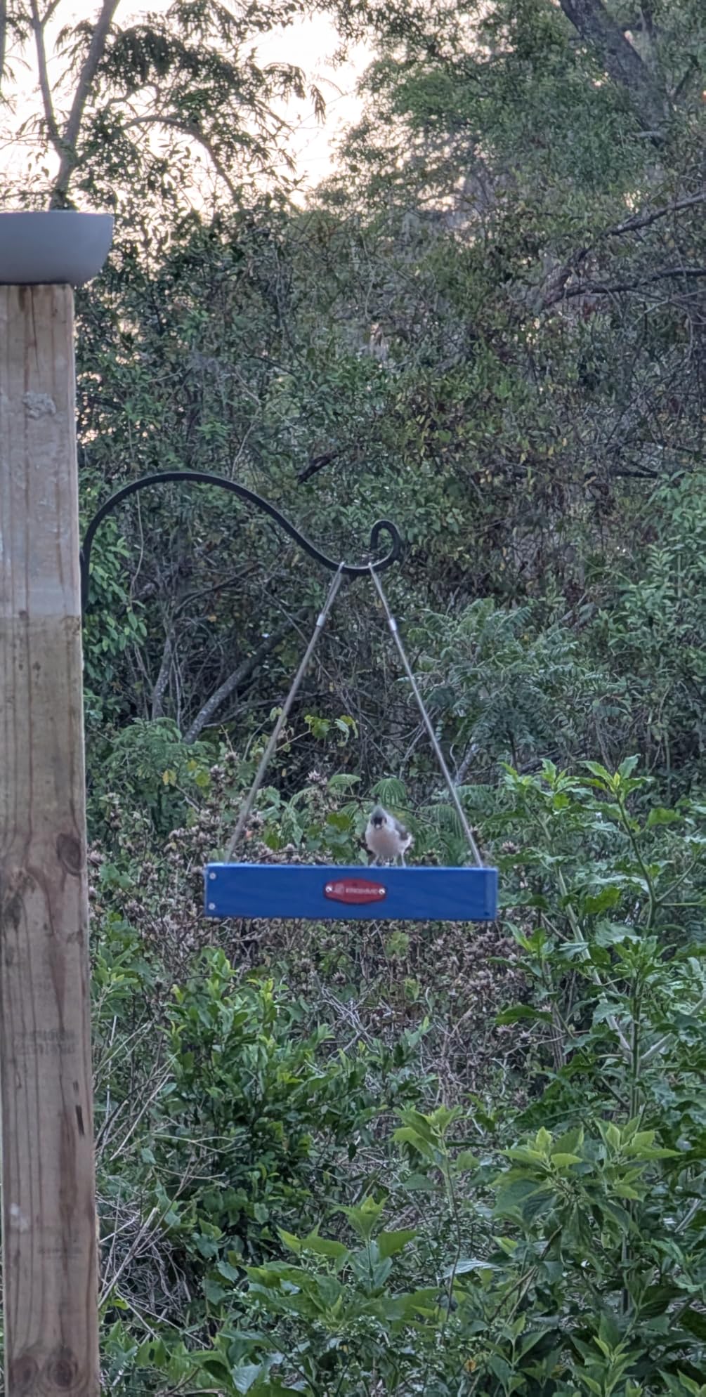 Kingsyard Platform Bird Feeder for Outdoors, Hanging Feeding Tray customer photo 1