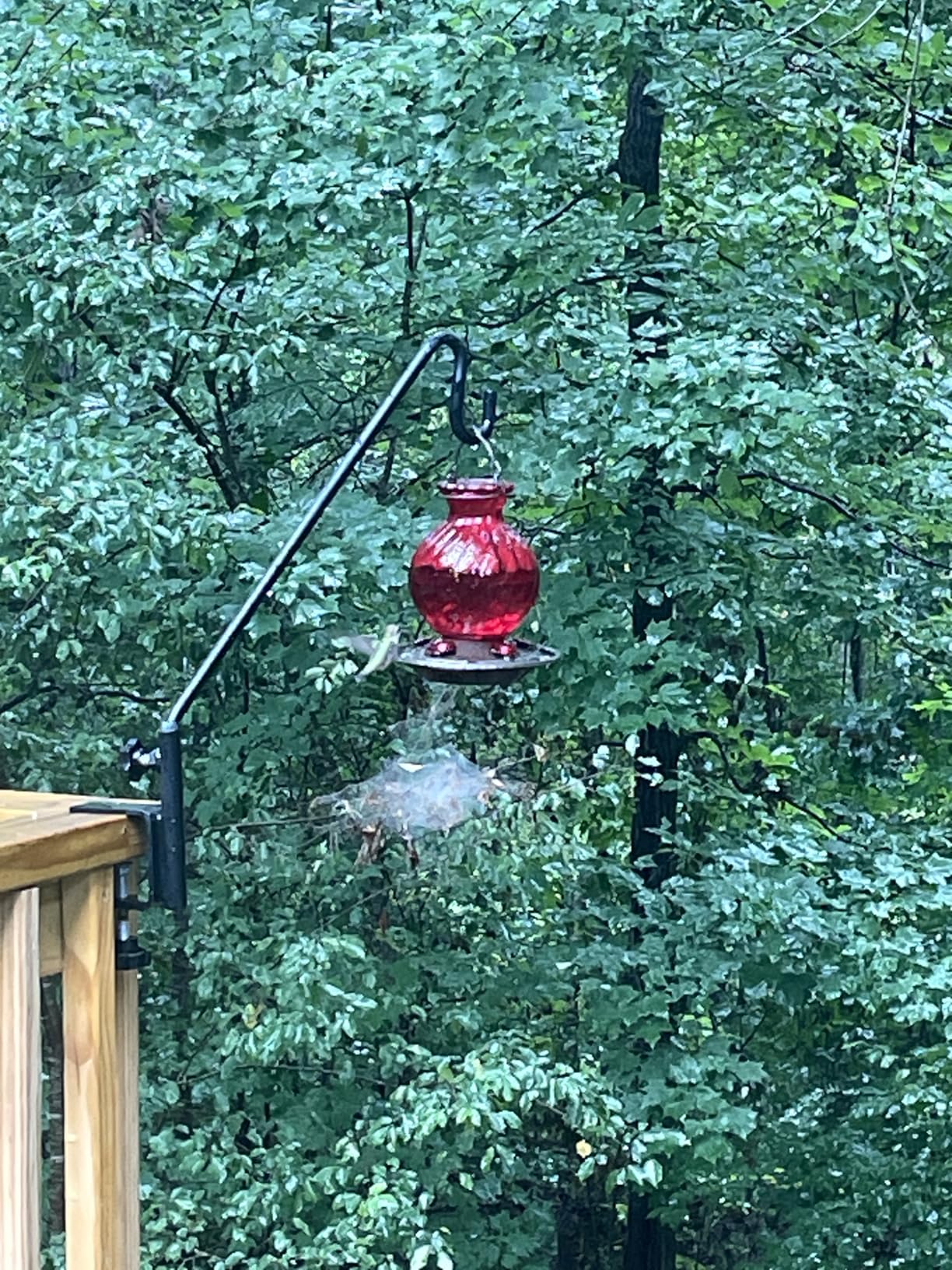 Hummingbird Feeder, Auslar 26 Ounces Glass Hummingbird Feeders for Outdoors Hanging Ant and Bee Proof, Ant Moat & 5 Flower Feeding Ports, Rustproof, Leakproof, Netted Flower Bud Shape Bottle, Red - Customer Photo 1