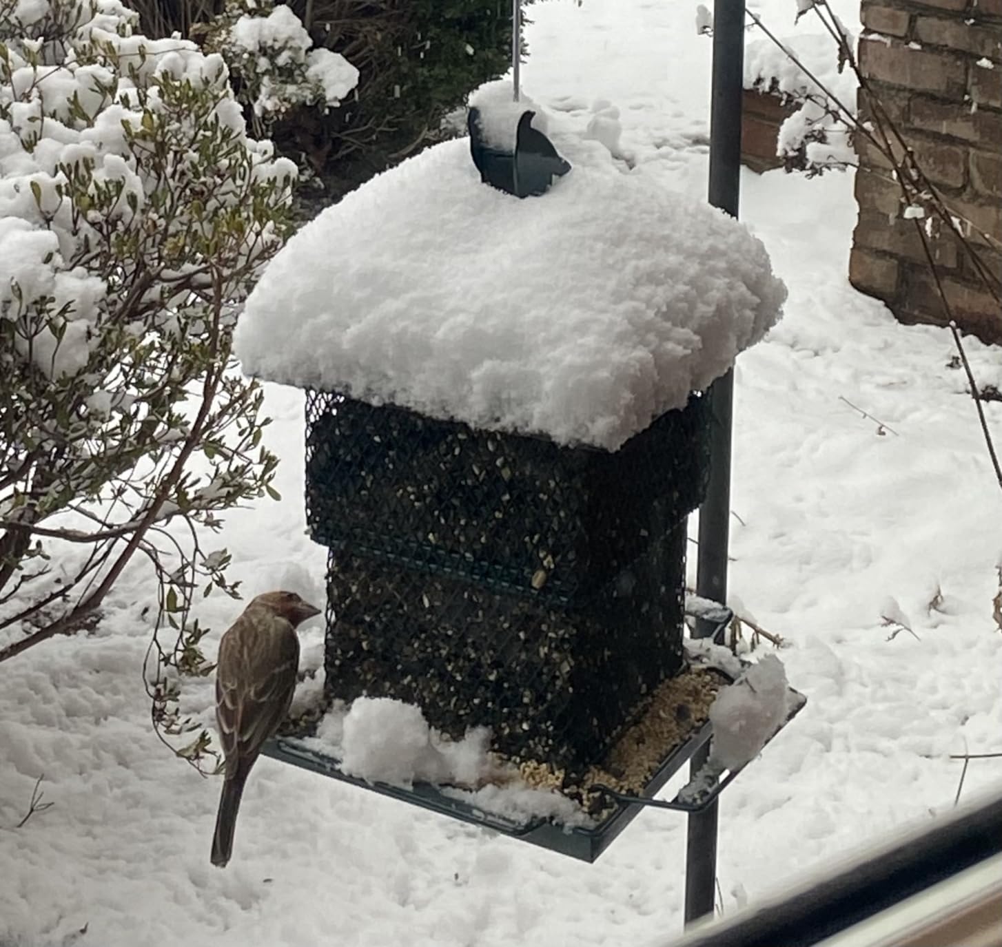 Bird Feeders for Outdoors, 6.5lb Large Capacity, Heavy Duty Metal Bird Feeder, Supports Cardinal, Finch, Blue Jay and Wild Birds(Green) - Customer Photo 2