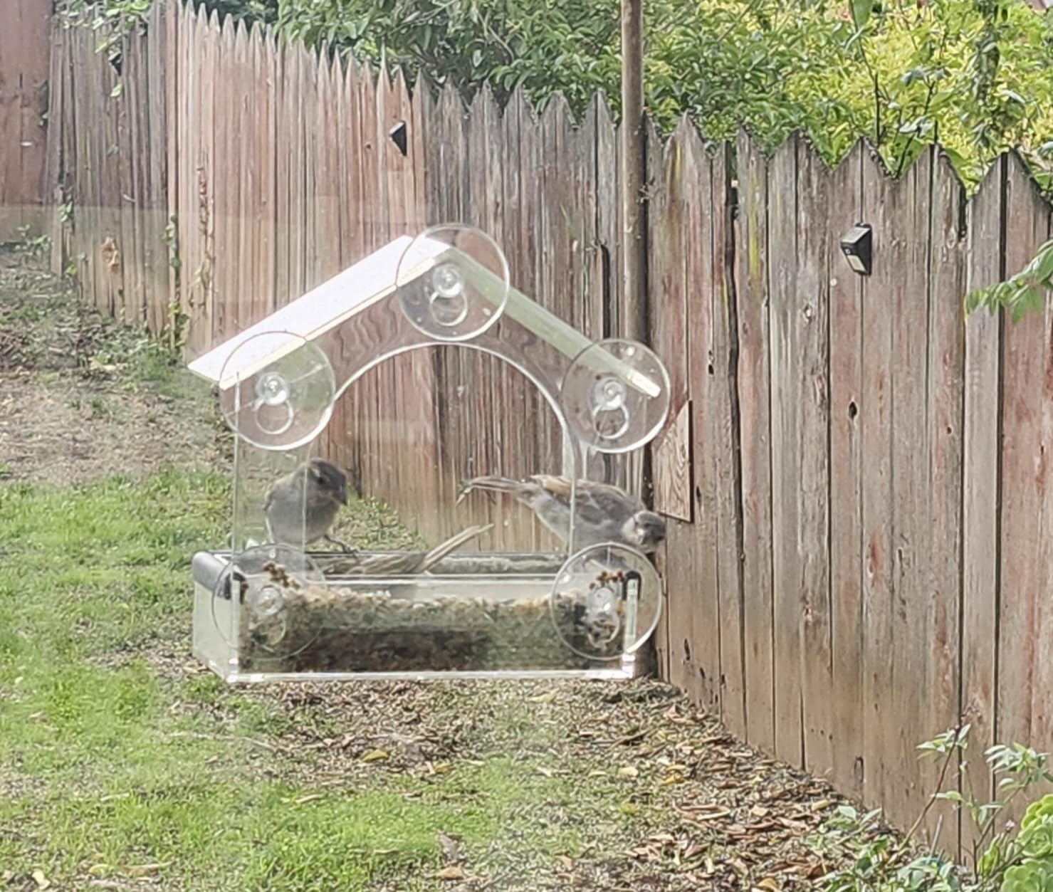 Clear Window Bird Feeder with 5 Extra Strong Suction Cups, DY-SKTY Sturdy and Durable Acrylic Birdfeeders for Viewing Wild Birds Outside, as a Bird Watching Gift, Outdoor Birdhouse Box, Garden Decor - Customer Photo 2