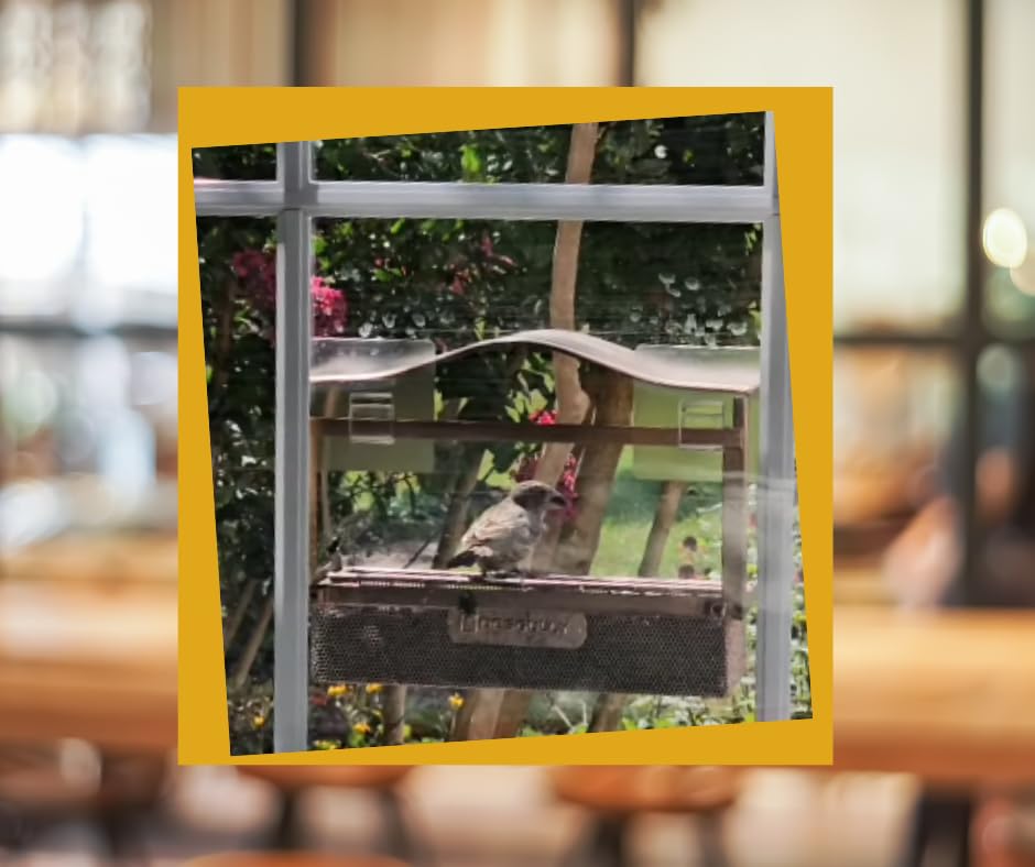 Window Bird Feeder, Metal - with Strong Suction Cups, Large Outdoor for Viewing Bird Watching Gift (Curved) - Customer Photo 1