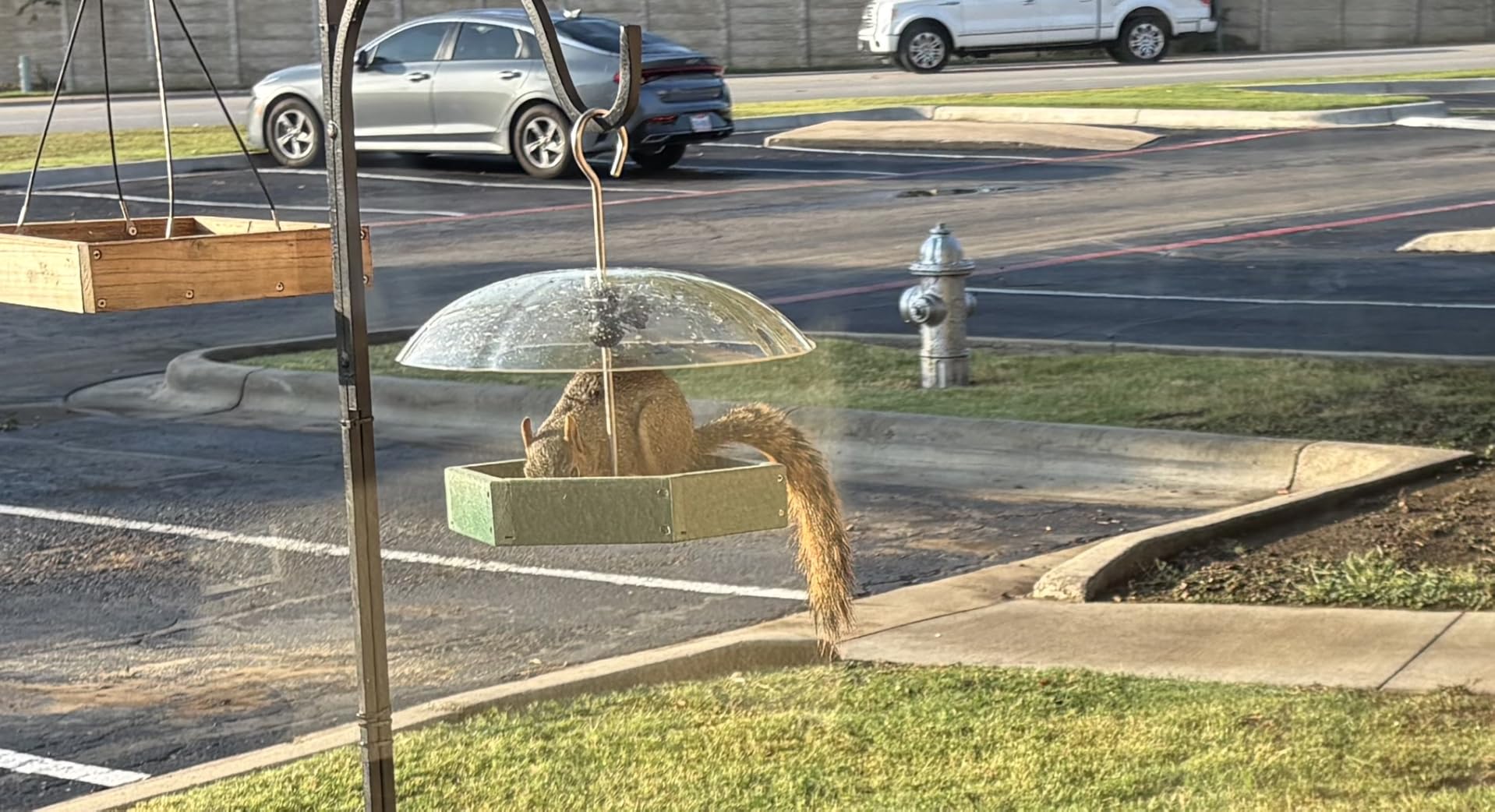 Kingsyard Large Platform Bird Feeder Outdoor Hanging, Adjustable Dome Squirrel Proof Rain Cover, Metal Mesh Tray Recycled Plastic Wild Bird Seed Feeding Station, Blue - Customer Photo 1