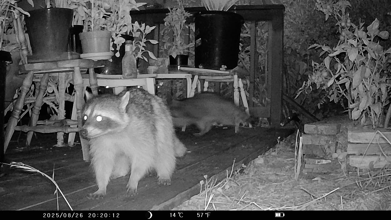 KJK Trail Camera 36MP 2.7K, Mini Game Camera with Night Vision 0.1s Trigger Time Motion Activated 130°Wide-Angle, Waterproof Trail Cam with 2.0