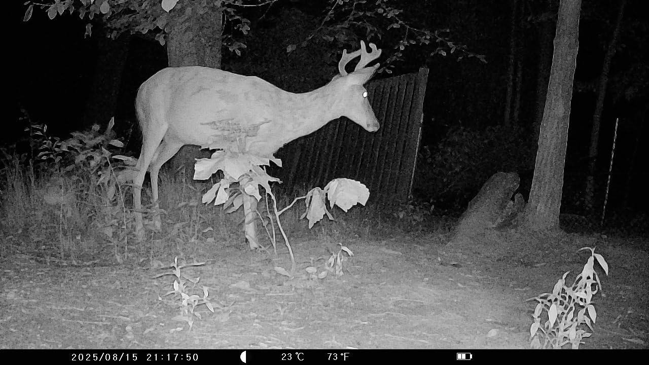 KJK Trail Camera 36MP 2.7K, Mini Game Camera with Night Vision 0.1s Trigger Time Motion Activated 130°Wide-Angle, Waterproof Trail Cam with 2.0