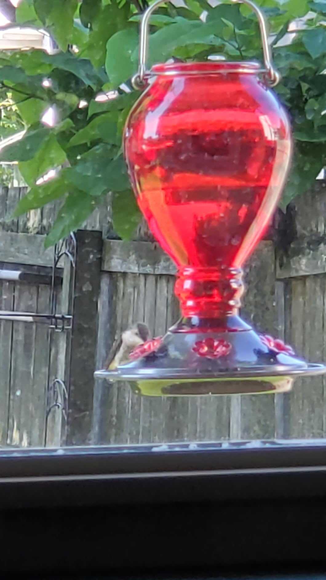 Kingsyard Glass Hummingbird Feeder - 6 Bee Guard Feeding Ports & Ant Moat, 24 oz Leak Proof, Wild Bird Feeder for Outdoors Hanging, Easy to Clean & Refill, Garden Yard Décor, Red - Customer Photo 2