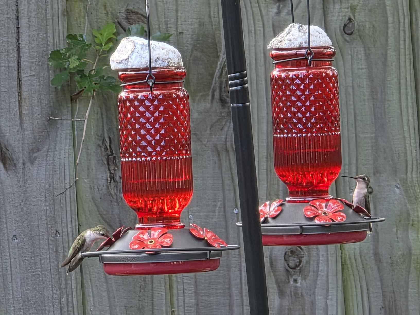 FEED GARDEN Glass Hummingbird Feeder for Outdoors Hanging, 16 OZ Humming Birds Feeders with 4 Bee Guard Feeding Ports & Built-in Ant Moat, Bird Feeder for Outside, Gifts for Women Mom, Red - Customer Photo 1