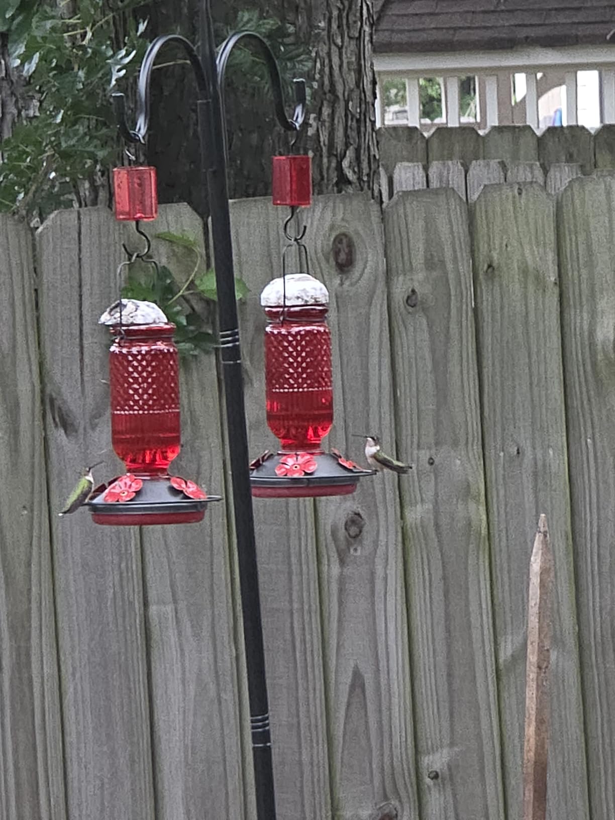 FEED GARDEN Glass Hummingbird Feeder for Outdoors Hanging, 16 OZ Humming Birds Feeders with 4 Bee Guard Feeding Ports & Built-in Ant Moat, Bird Feeder for Outside, Gifts for Women Mom, Red - Customer Photo 2