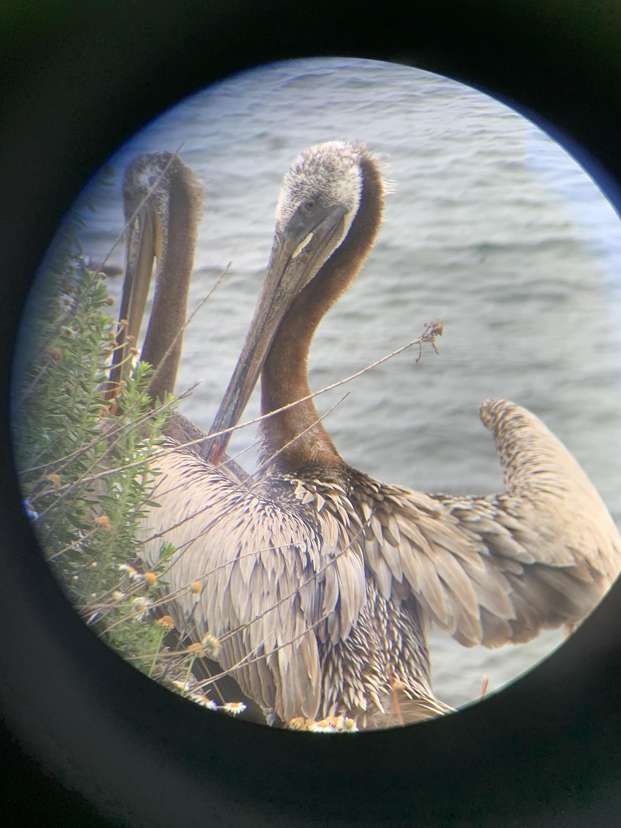 Nocs Provisions Standard Issue 8x25 Waterproof Binoculars, 8X Magnification, Bak4 Prism, Wide View Multi-Coated Lenses for Bird Watching, Hiking & Backpacking - Poppy Orange II - Customer Photo 1