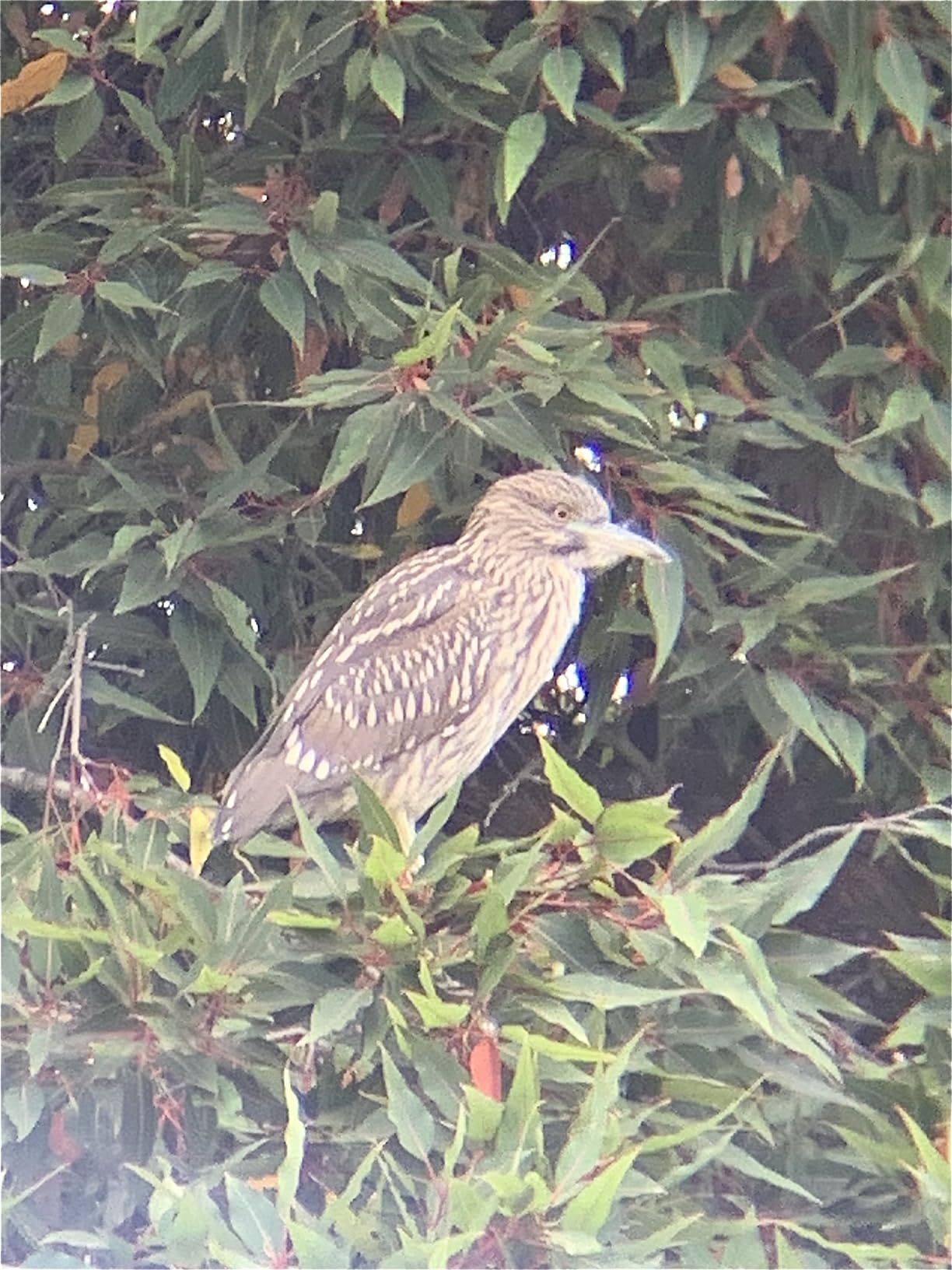 Nocs Provisions Standard Issue 8x25 Waterproof Binoculars, 8X Magnification, Bak4 Prism, Wide View Multi-Coated Lenses for Bird Watching, Hiking & Backpacking - Cobalt Blue II Customer Review Nocs Provisions Standard Issue 8x25 Waterproof Binoculars, 8X Magnification, Bak4 Prism, Wide View Multi-Coated Lenses for Bird Watching, Hiking & Backpacking - Cobalt Blue II - Customer Photo 2