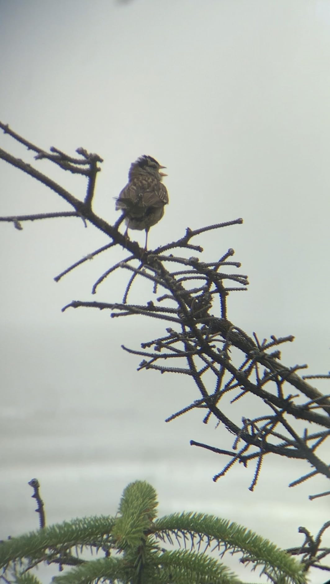 Nocs Provisions Standard Issue 8x25 Waterproof Binoculars, 8X Magnification, Bak4 Prism, Wide View Multi-Coated Lenses for Bird Watching, Hiking & Backpacking - Cobalt Blue II Customer Review Nocs Provisions Standard Issue 8x25 Waterproof Binoculars, 8X Magnification, Bak4 Prism, Wide View Multi-Coated Lenses for Bird Watching, Hiking & Backpacking - Cobalt Blue II - Customer Photo 5