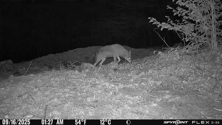 SPYPOINT Flex-M Twin Pack Cellular Trail Cameras - Best Hunting Accessories, No WiFi Needed, GPS, Night Vision, Dual-Sim LTE, IP65 Water-Resistant Game Camera, 28MP Photos, 720p Videos + Sound (2) - Customer Photo 2