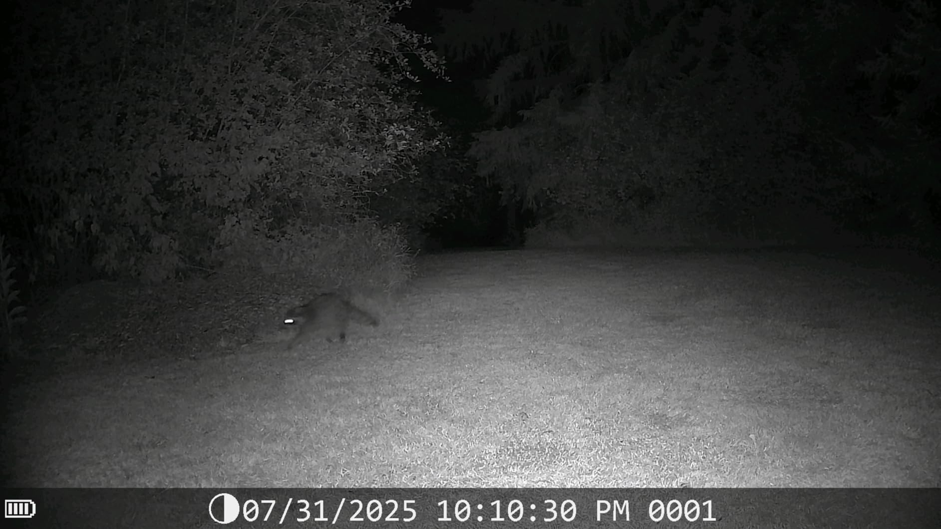 DEATTI Trail Camera 48MP 4K Game Camera with 8 Batteries 32GB SD Card,WiFi Bluetooth Connection,Trail Cameras with Night Vision Motion Activated Waterproof for Wildlife Deer Outdoor 0.1s Trigger Time - Customer Photo 1