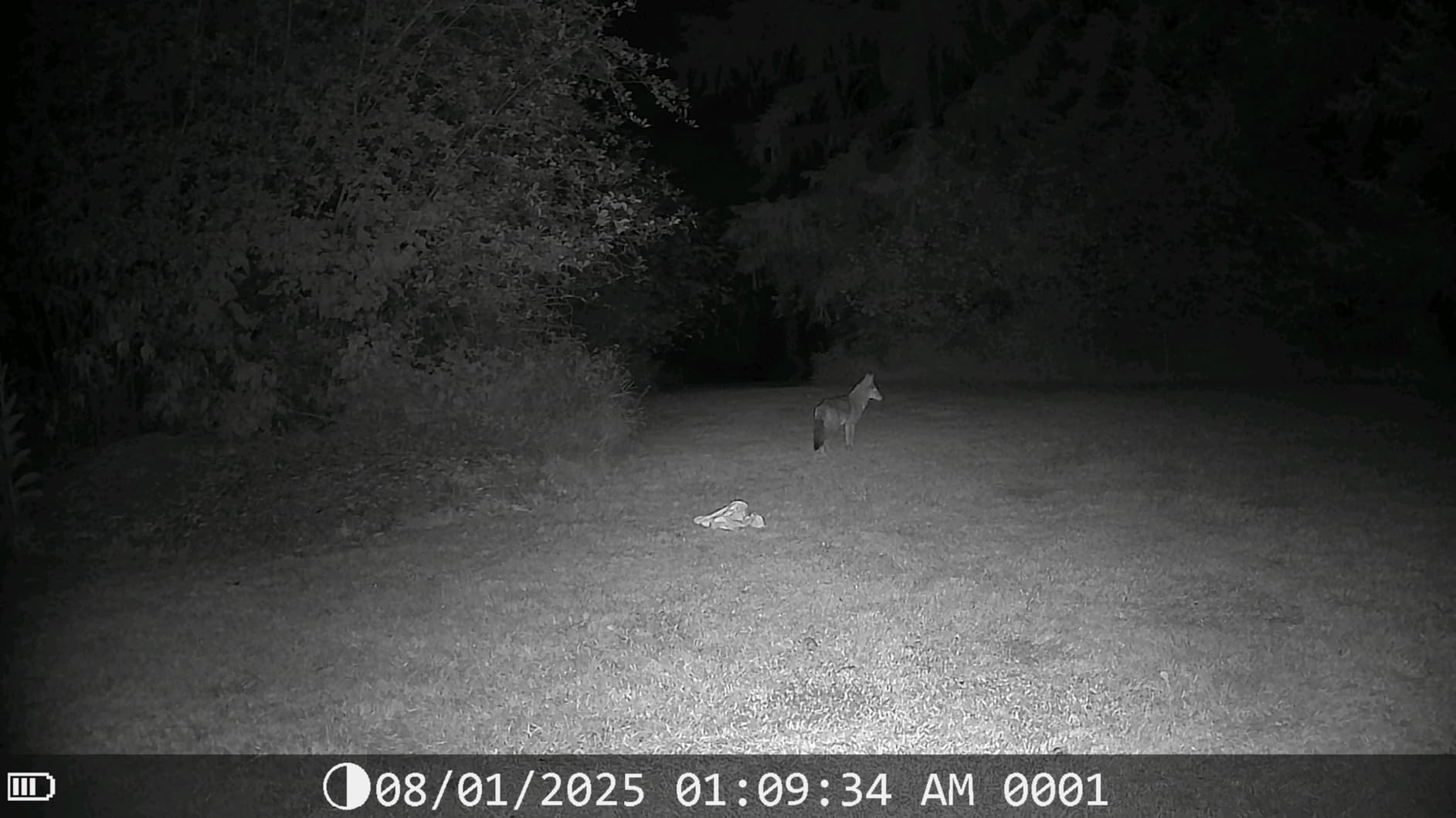 DEATTI Trail Camera 48MP 4K Game Camera with 8 Batteries 32GB SD Card,WiFi Bluetooth Connection,Trail Cameras with Night Vision Motion Activated Waterproof for Wildlife Deer Outdoor 0.1s Trigger Time - Customer Photo 2