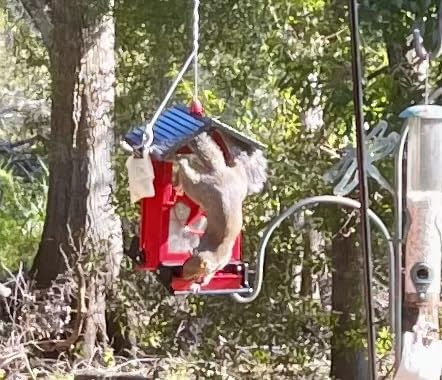 Squirrel Proof Bird Feeder for Outdoors Hanging, Metal Wild Bird Seed Feeder with Bilateral Weight-Activated Perches, 5LB Large Capacity Wild Bird Feeders for Outside Finch, Cardinal, Blue Jay - Customer Photo 1