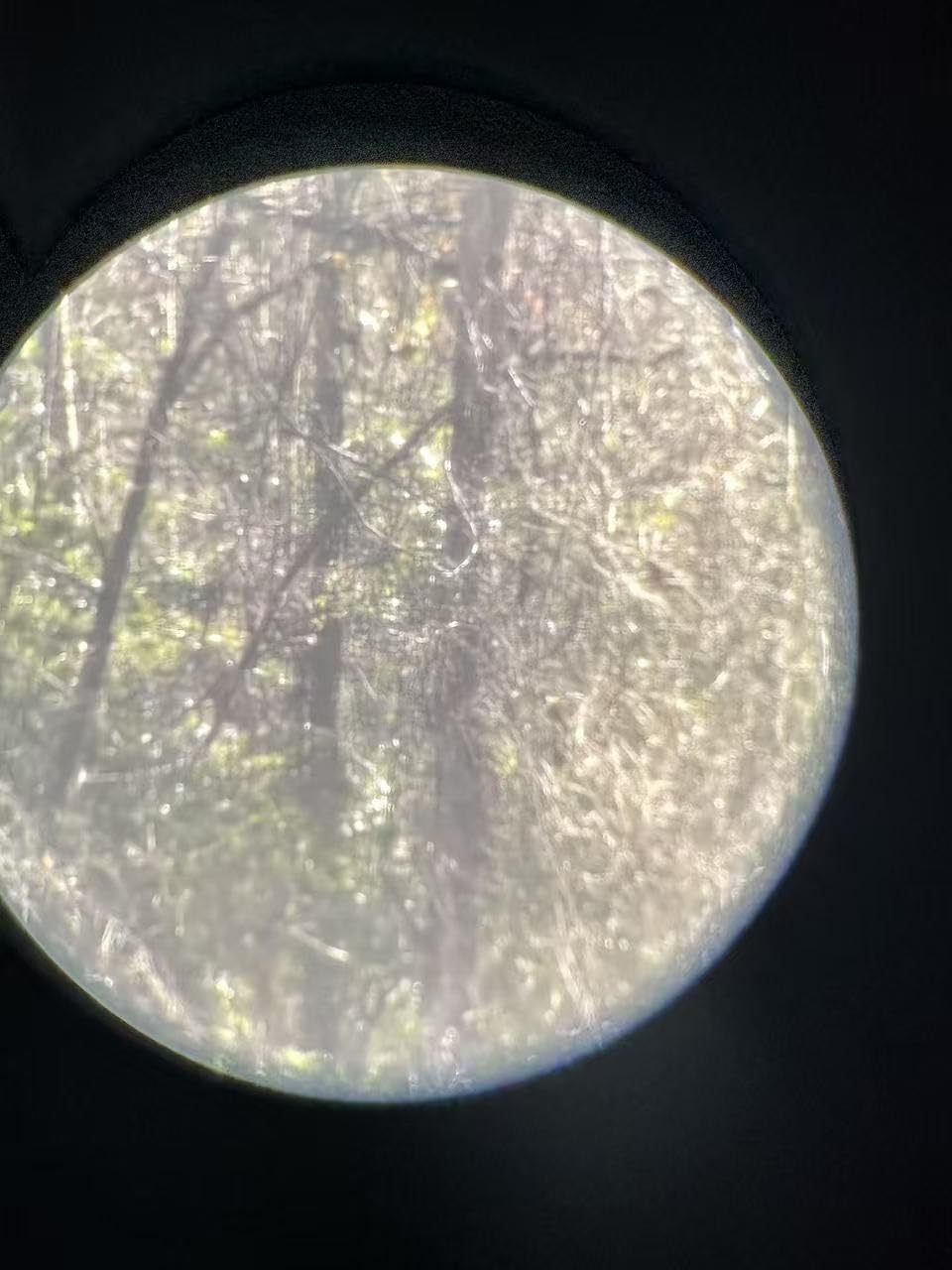 12x50 UHD Binoculars for Adults High Powered with Upgraded Phone Adapter - Large View, Lightweight, IPX7 Waterproof - Binoculars for Hunting Bird Watching Travel Cruise - Customer Photo 3