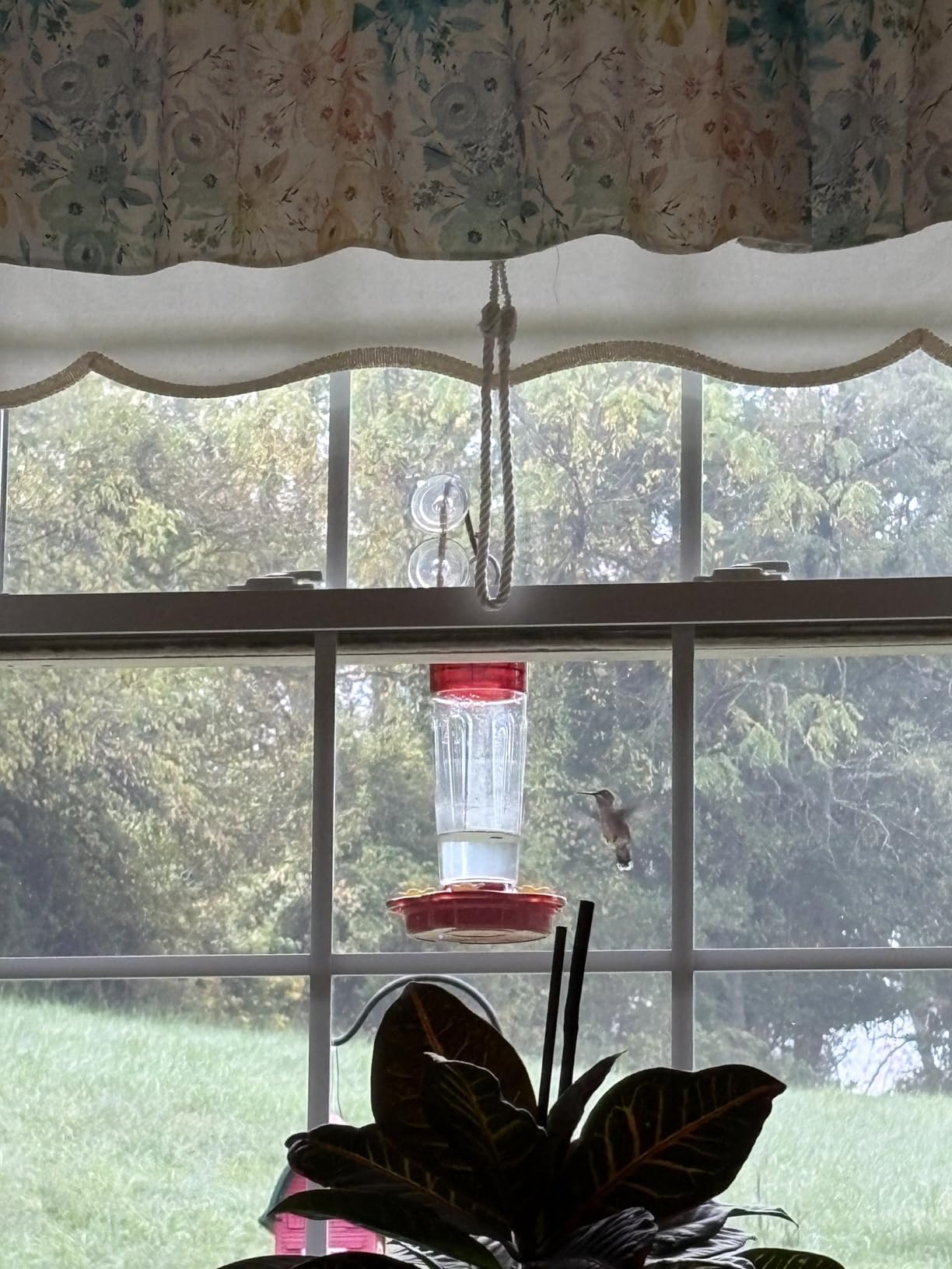 Plastic Hummingbird Feeders for Outdoors Hanging Ant and Bee Proof, 2 Pack 15 Ounces Red Hummingbird Feeder with 5 Feeding Ports and Perches, Built-in Ant Moat, Outside Garden Décor (Plastic, 2) - Customer Photo 2