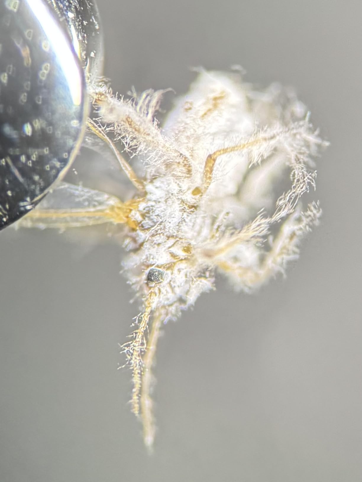 GemOro Elite 1030 LED Microscope - Professional High-Precision Jewelry & Gemstone Inspection 10X-30X customer photo 1