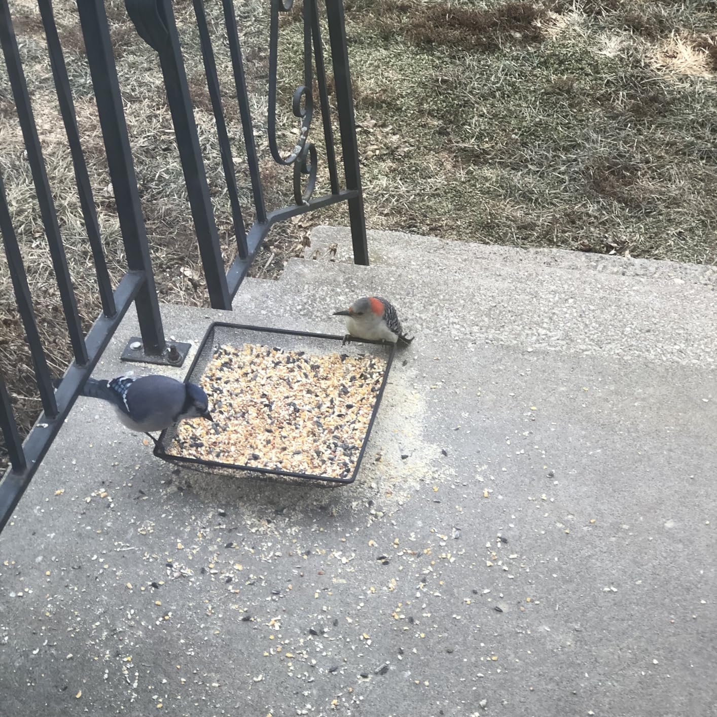 MIXXIDEA Ground Bird Feeder Tray, Metal Platform Mesh Seed Tray customer photo 2